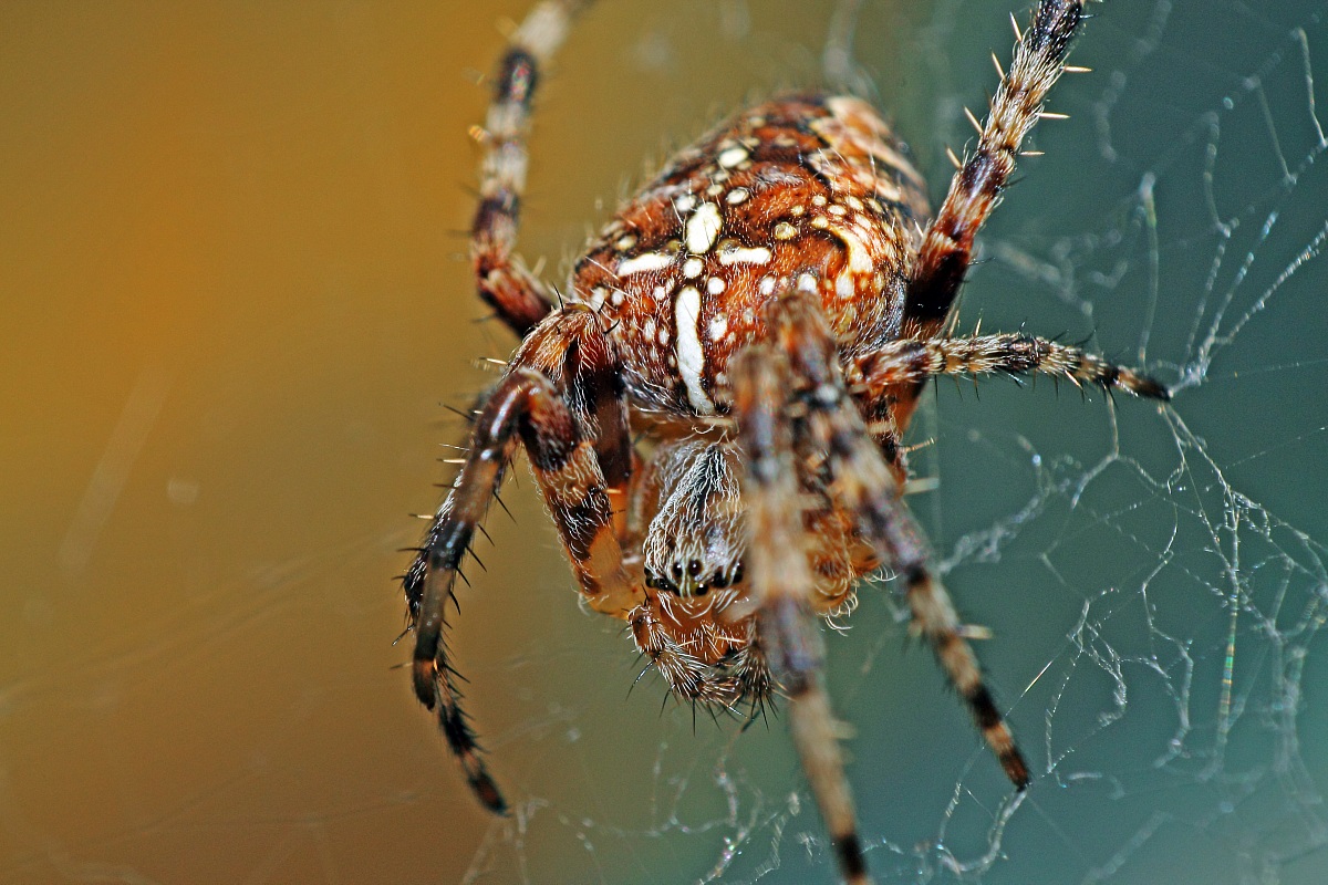 Spider