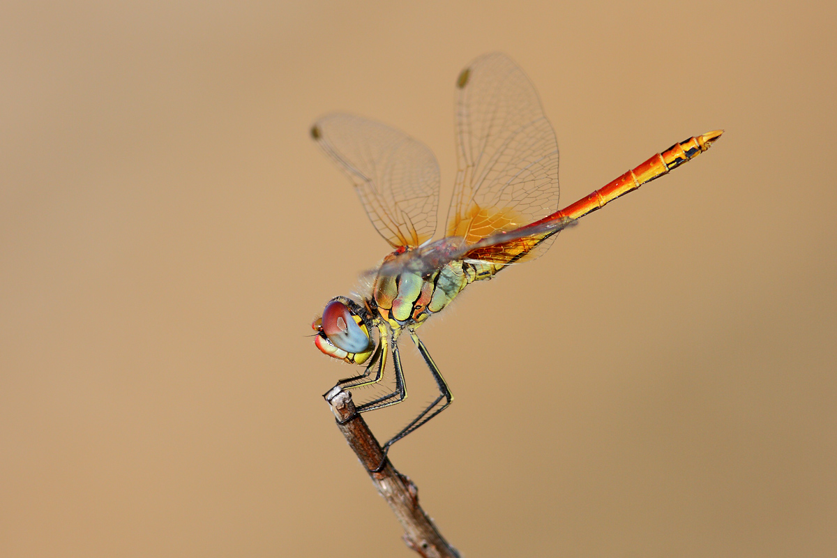 Sympetrum