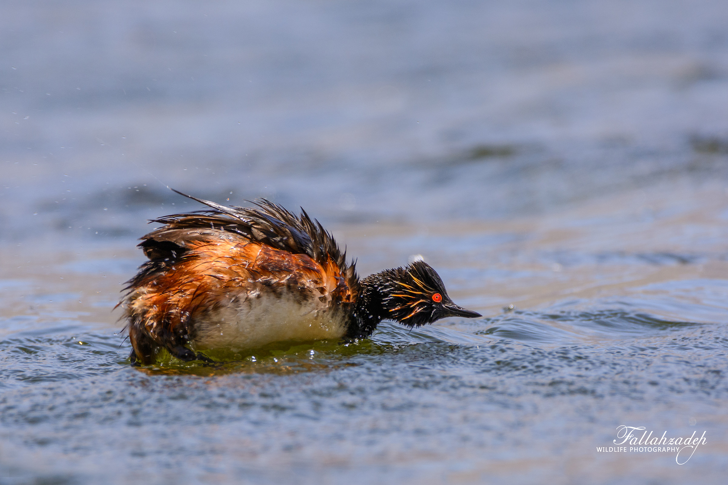 Black necked Grebe