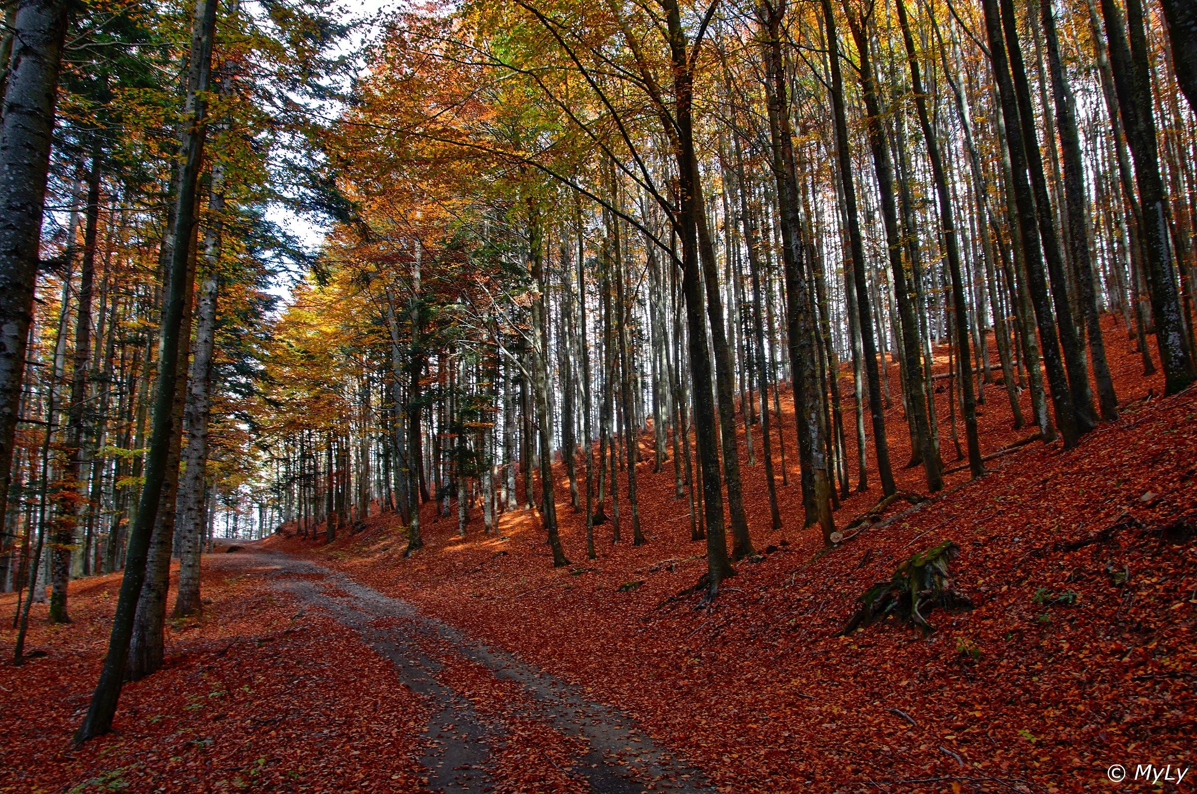 Nella foresta del Penna