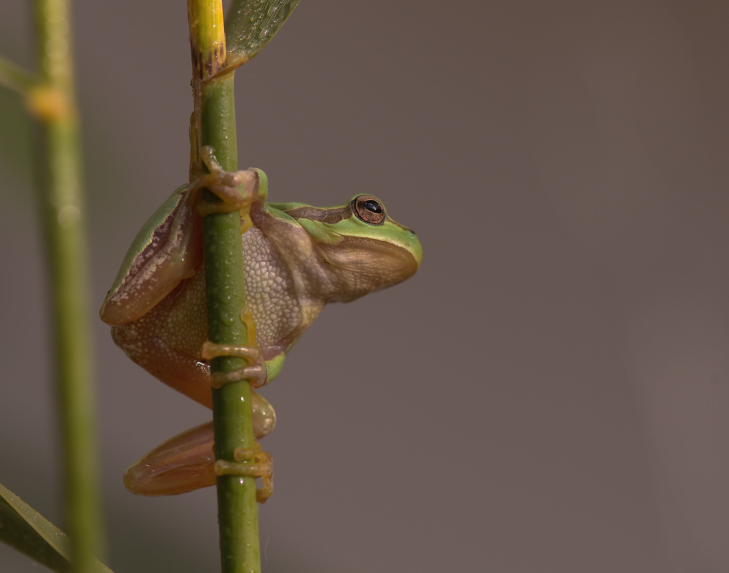 Tree Frog