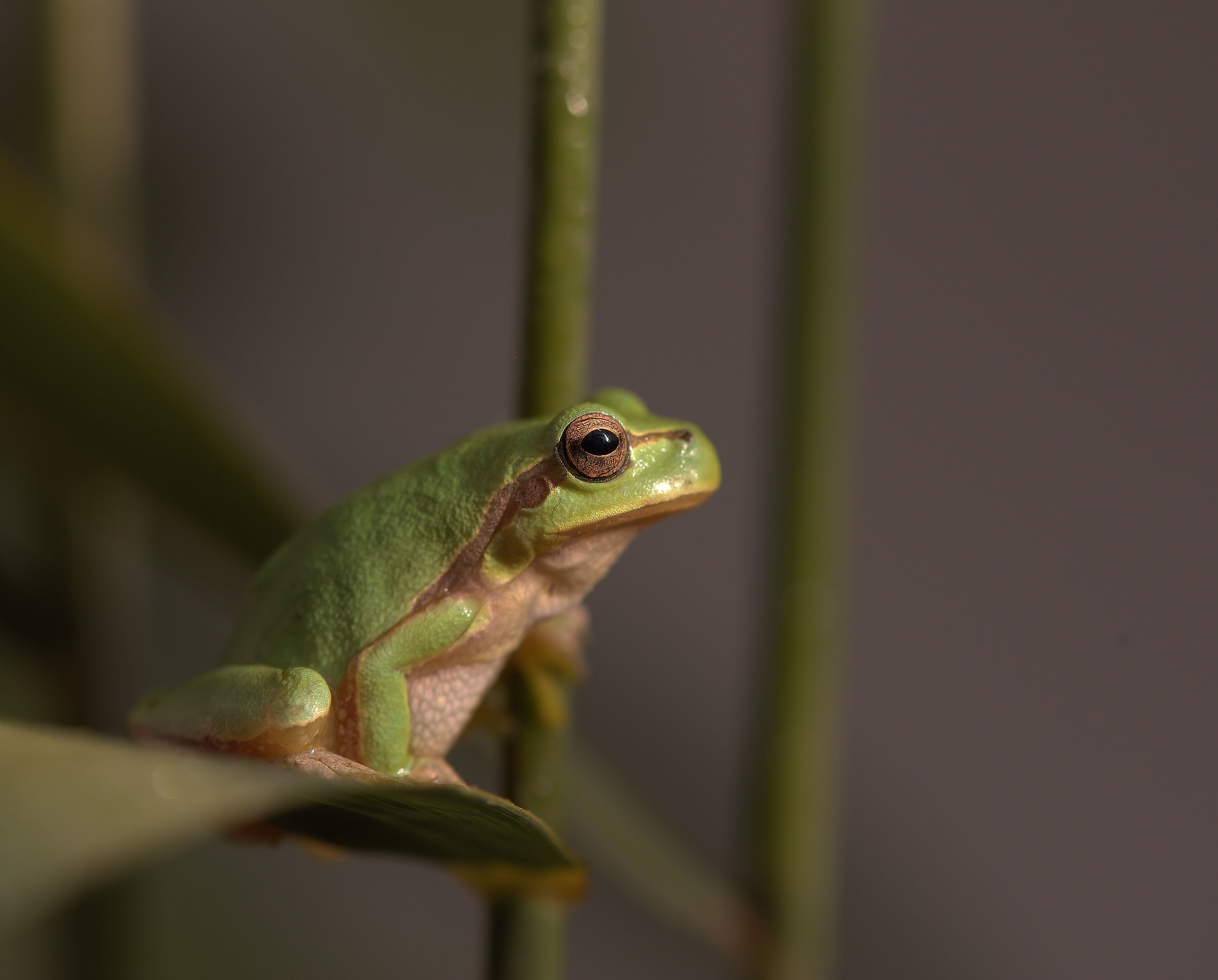 Tree Frog