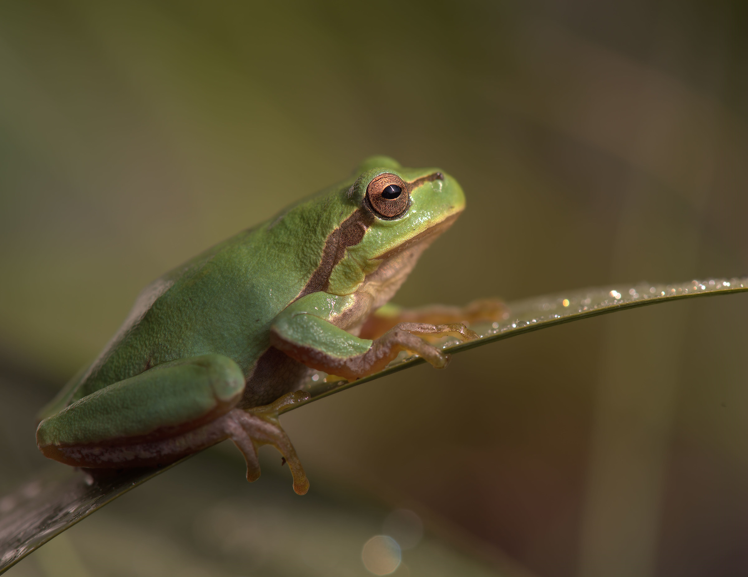 Tree Frog