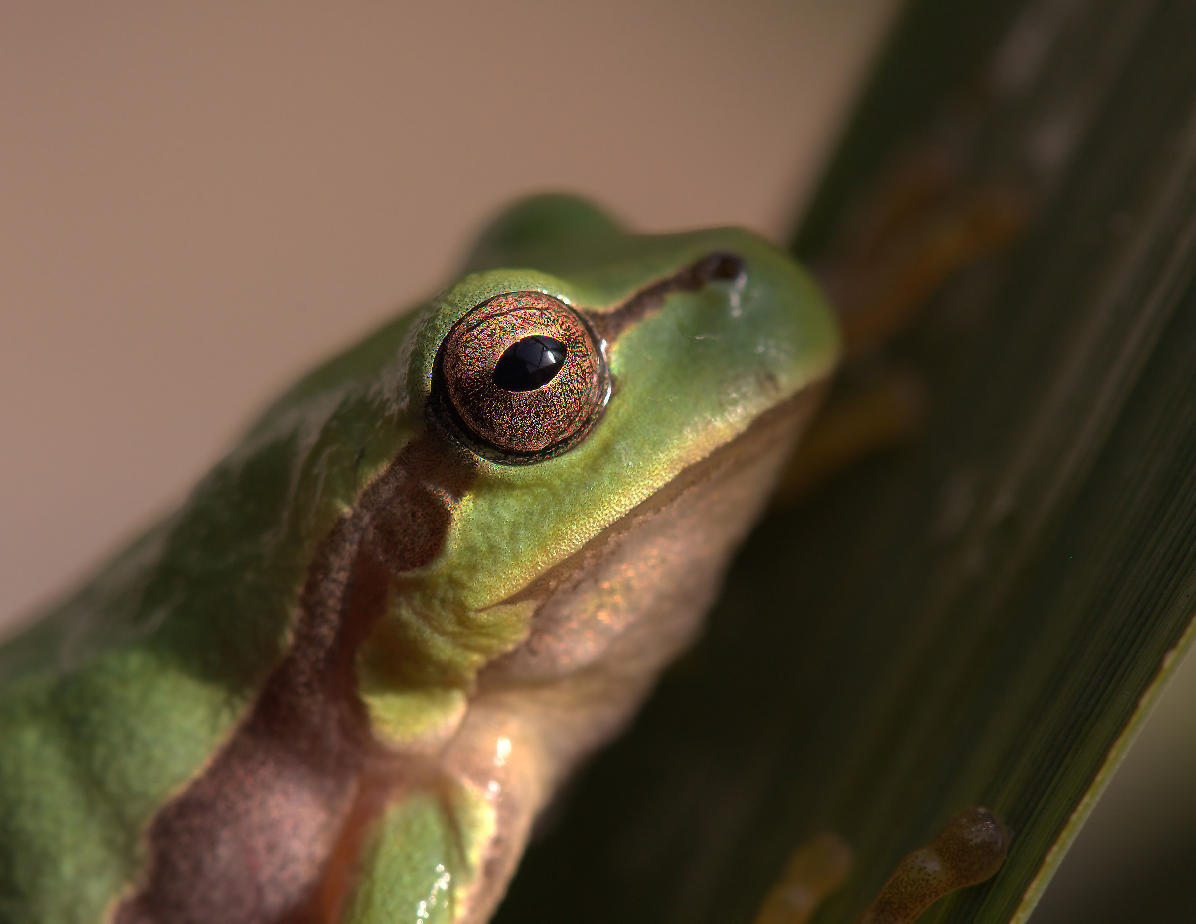 Tree Frog