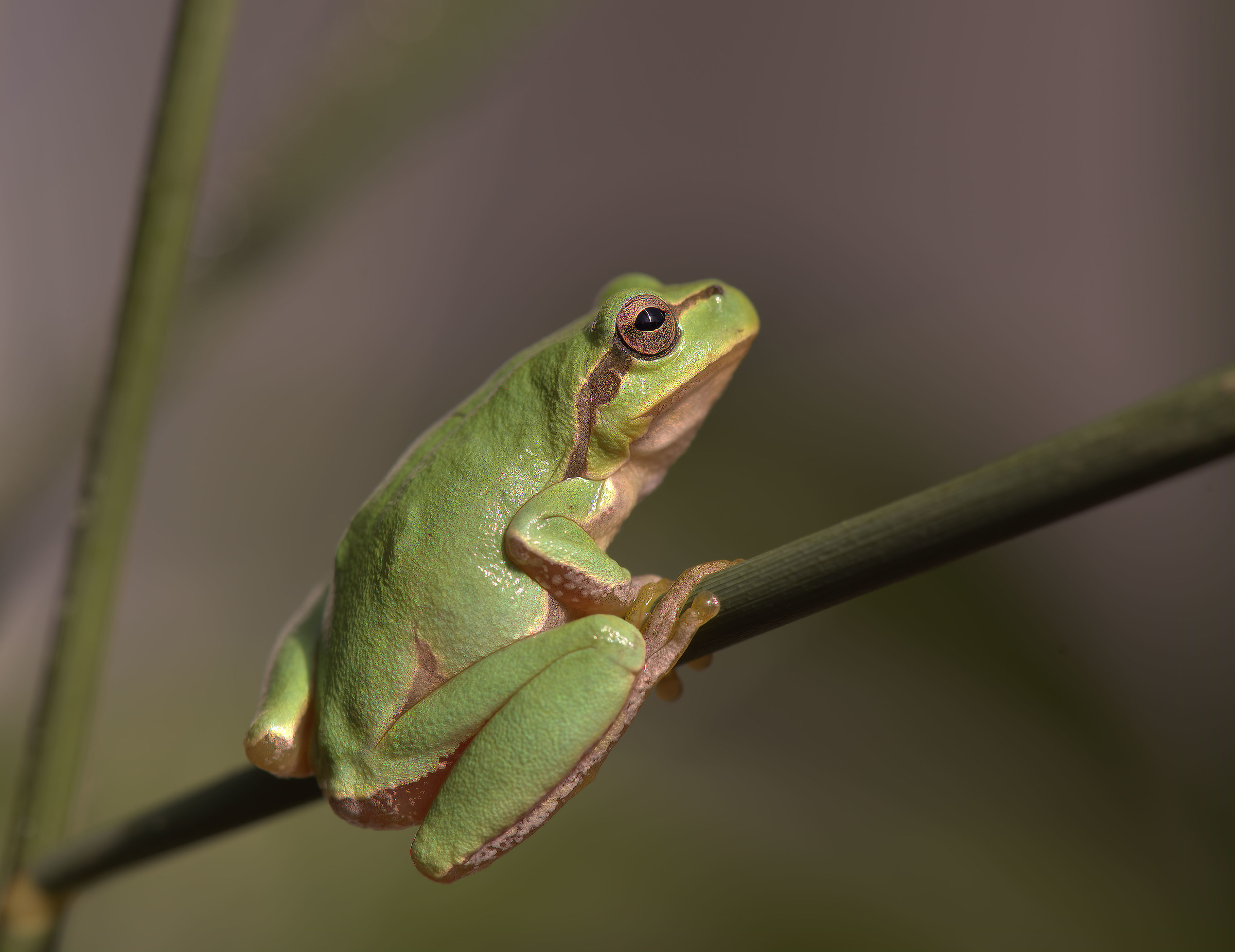 Tree Frog