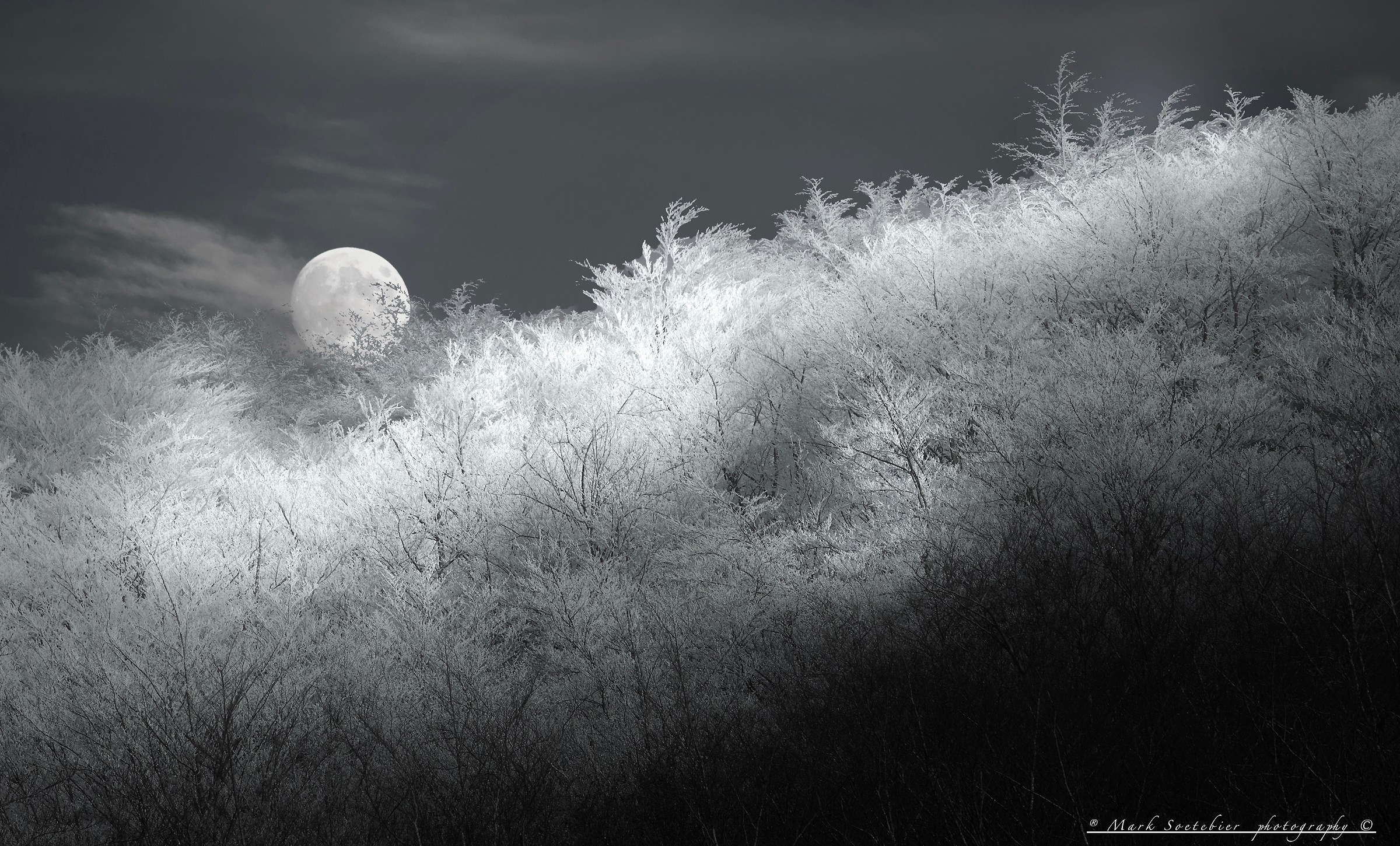 The Ice Cream Forest