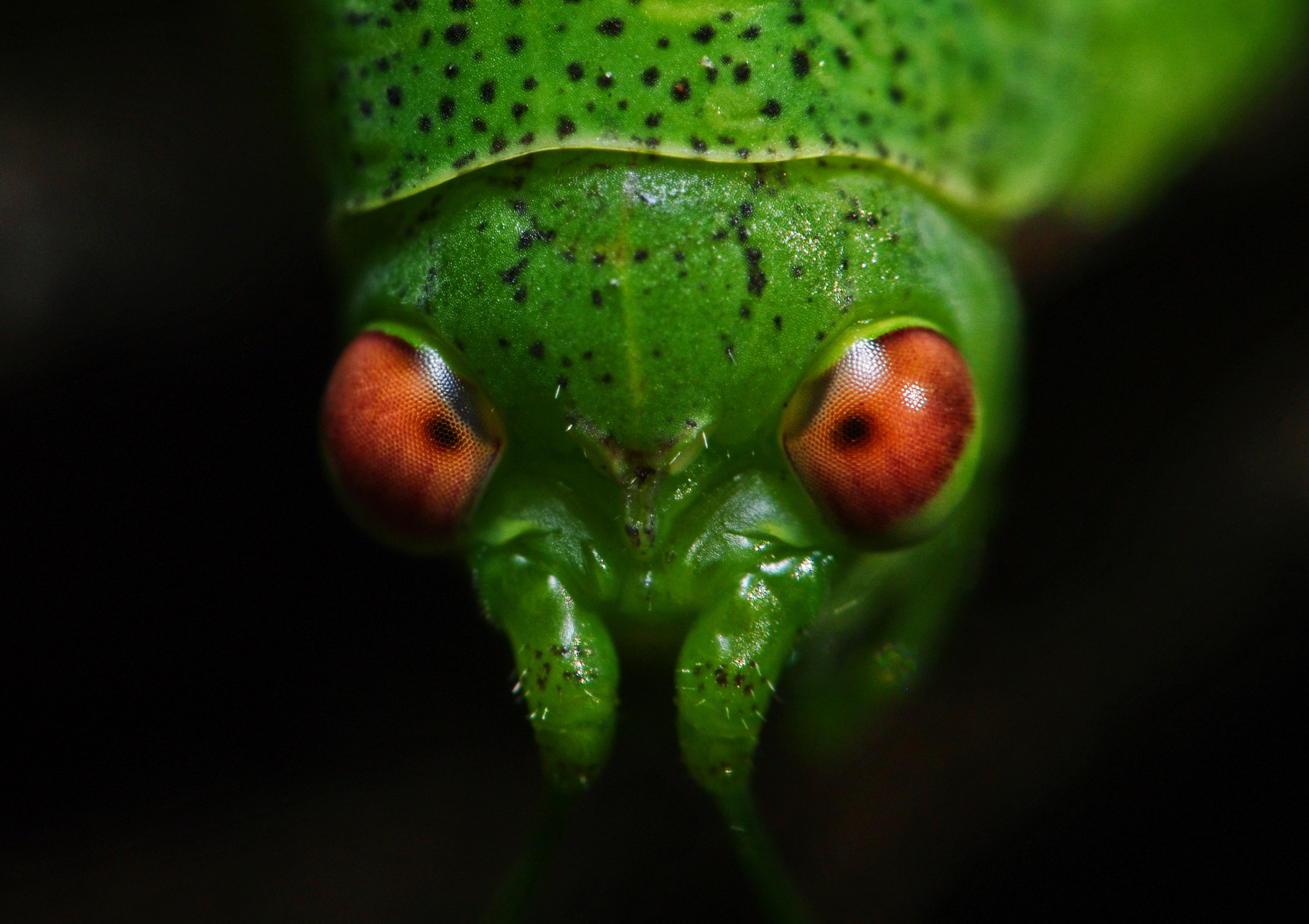 Have you ever looked in the eyes of a grasshopper?