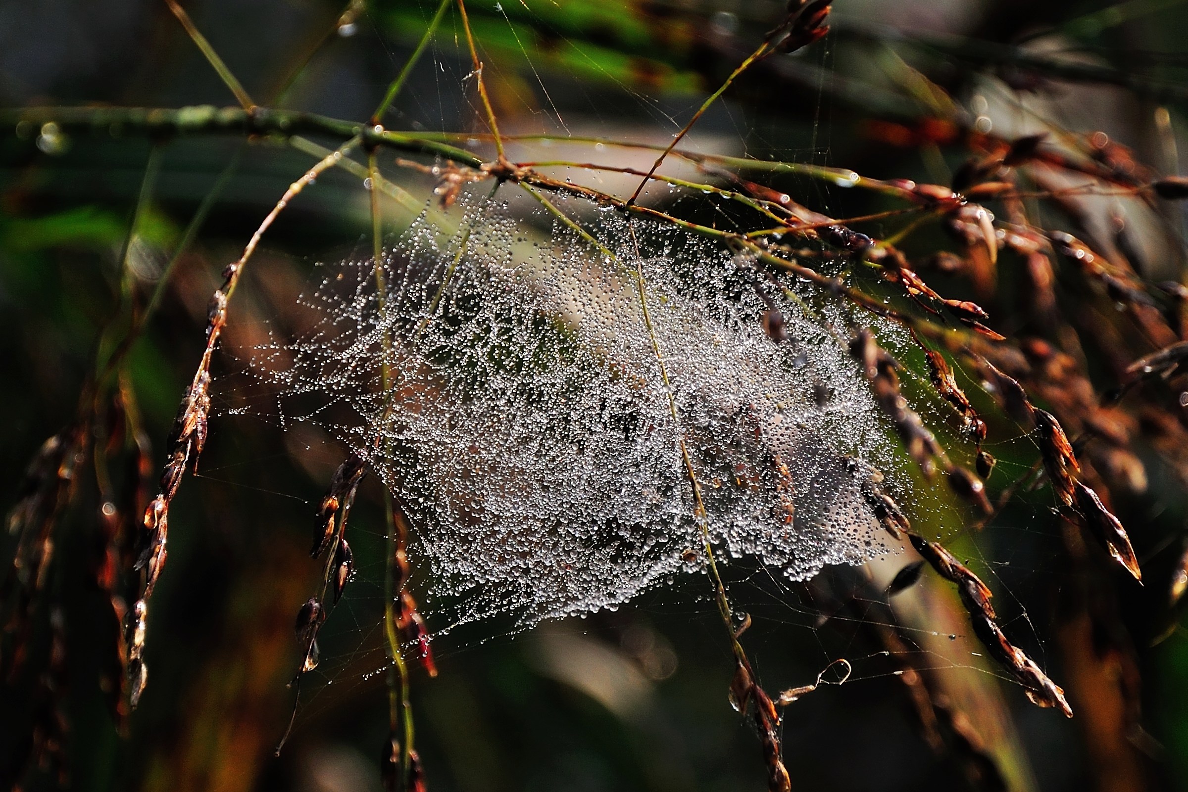 When Nature does Embroidery