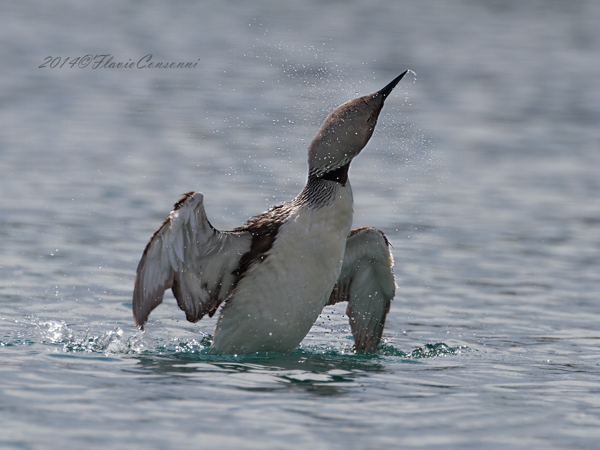 Strolaga mezzana in abito riproduttivo