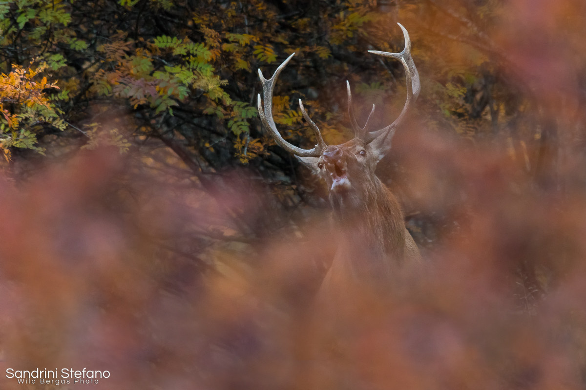 Brilliant in the red dress forest