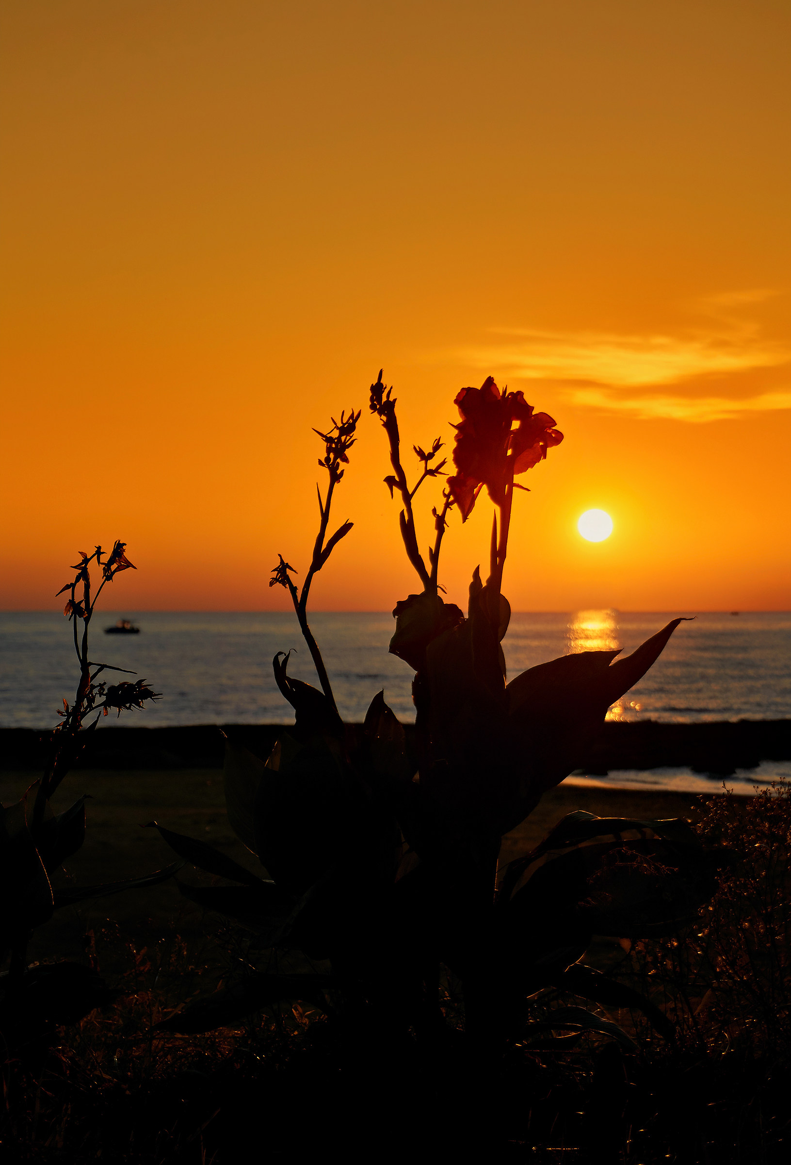 Kissed by the morning sun!