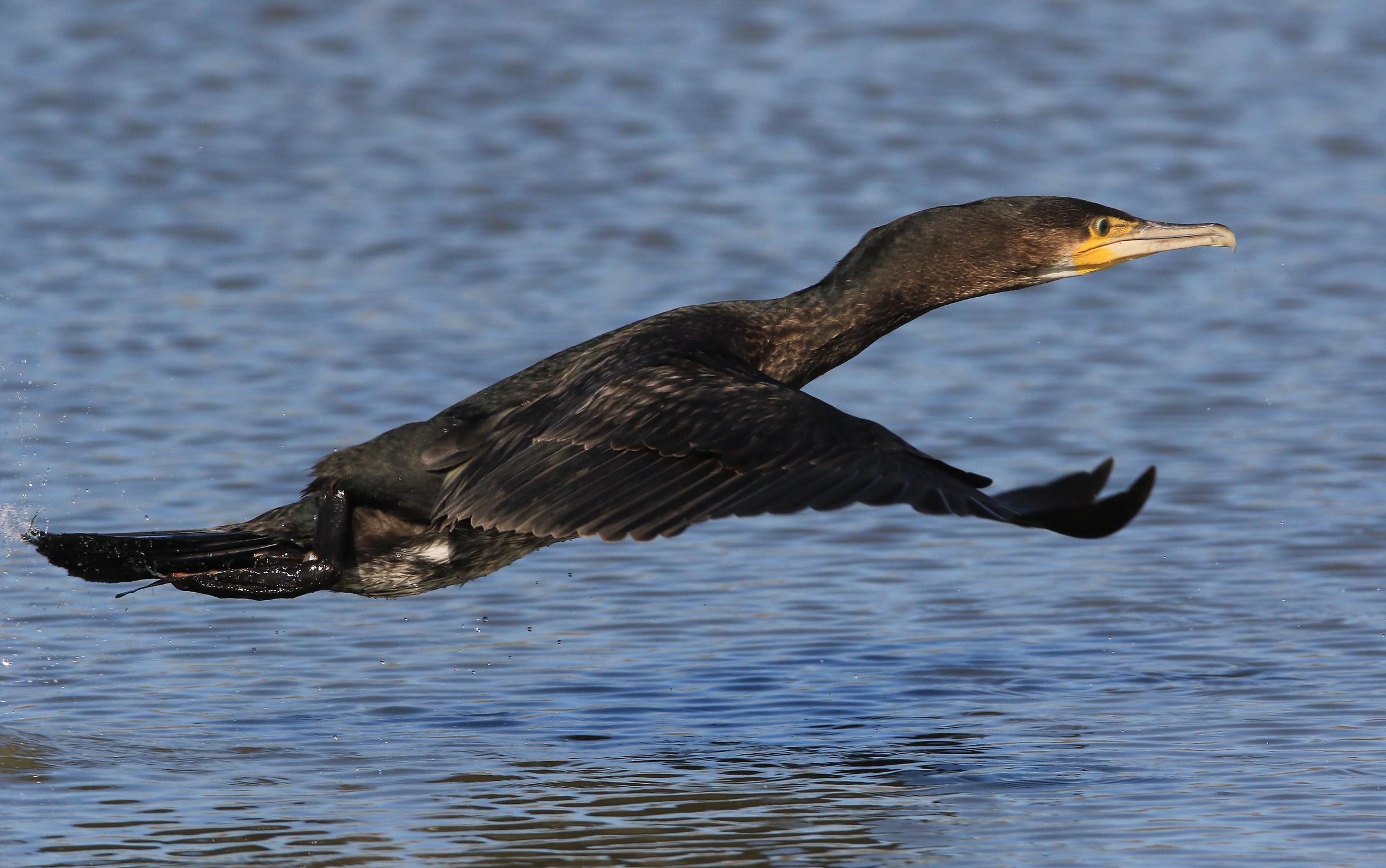 cormorant on the fly