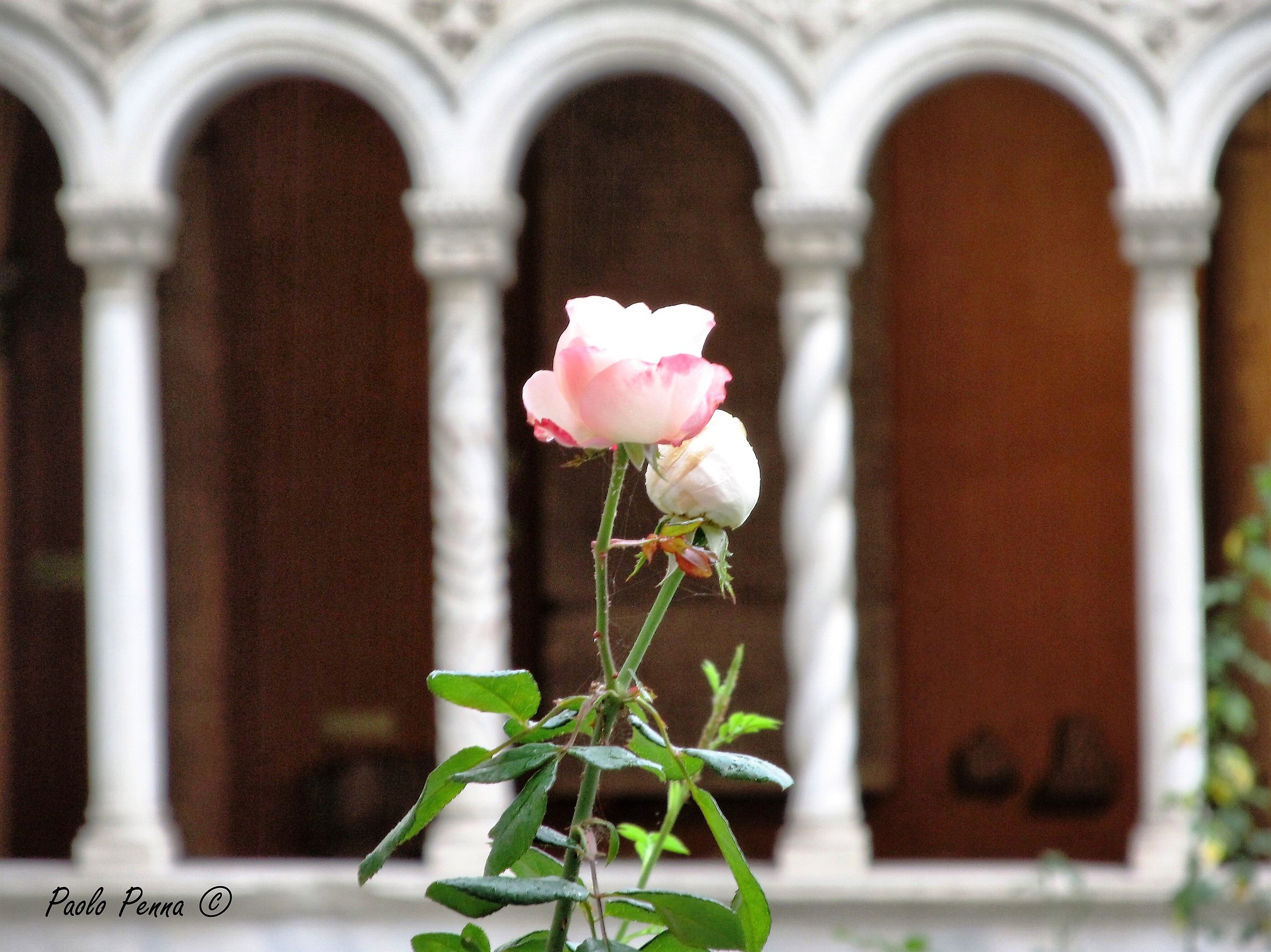 Rose nel chiostro