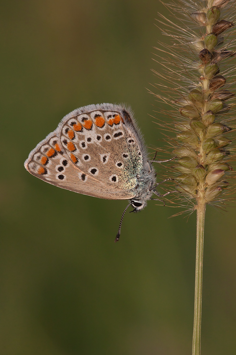 Polyommatus icarus