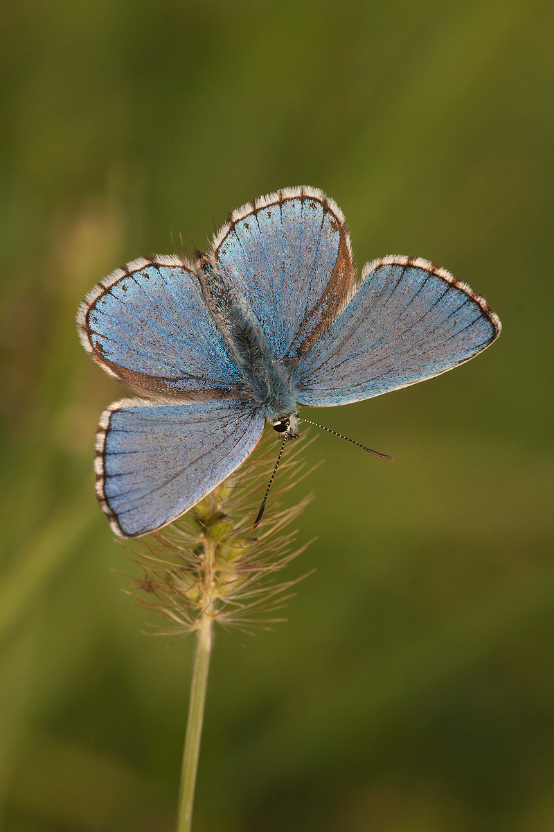 Polyommatus icarus