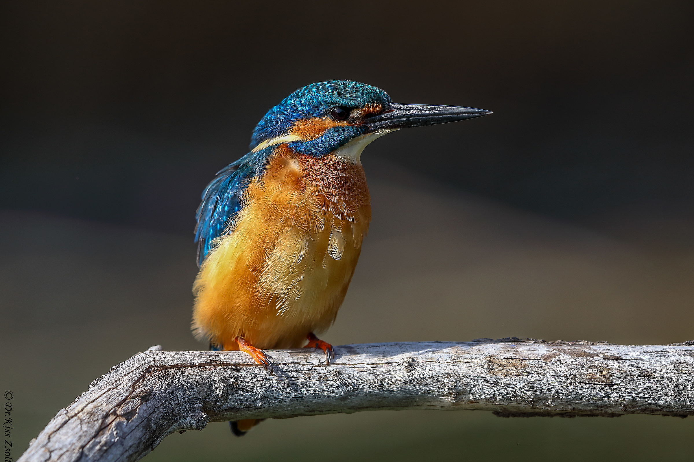Bellissimo pescatore