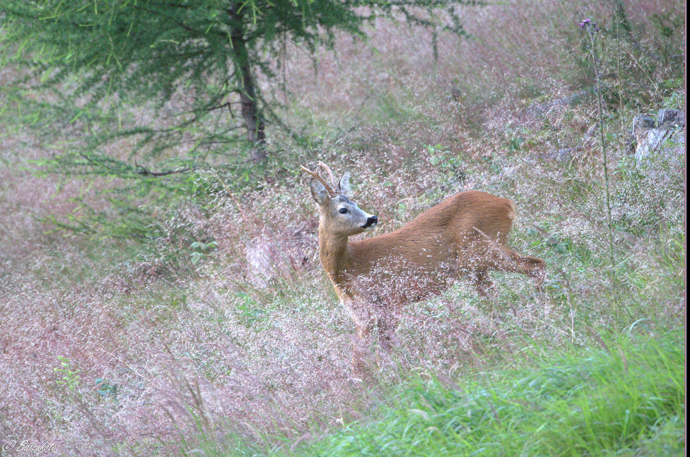 Young male deer