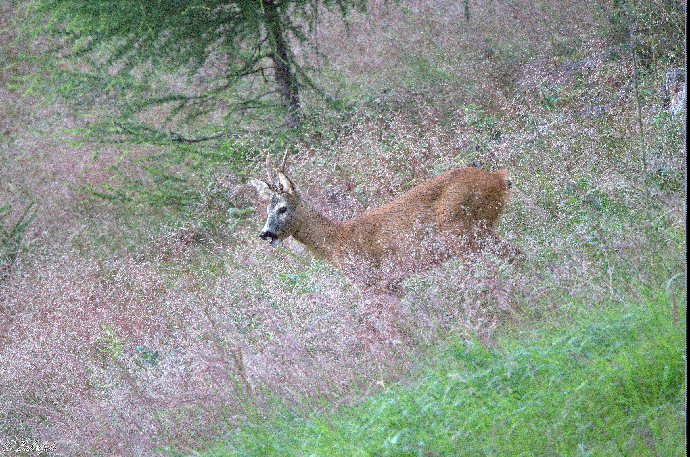 Young male deer
