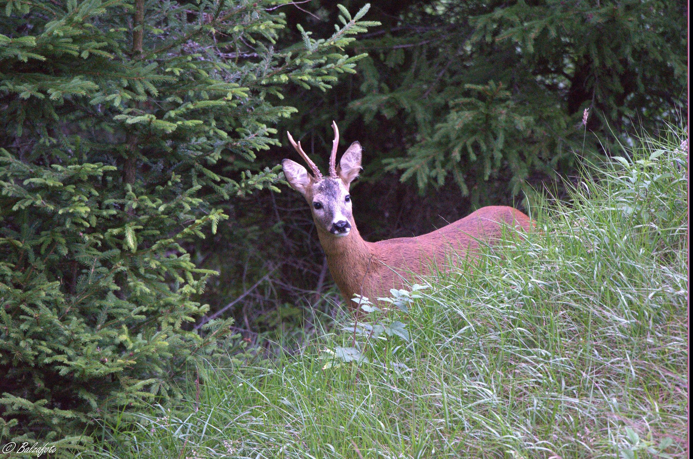 Young male deer