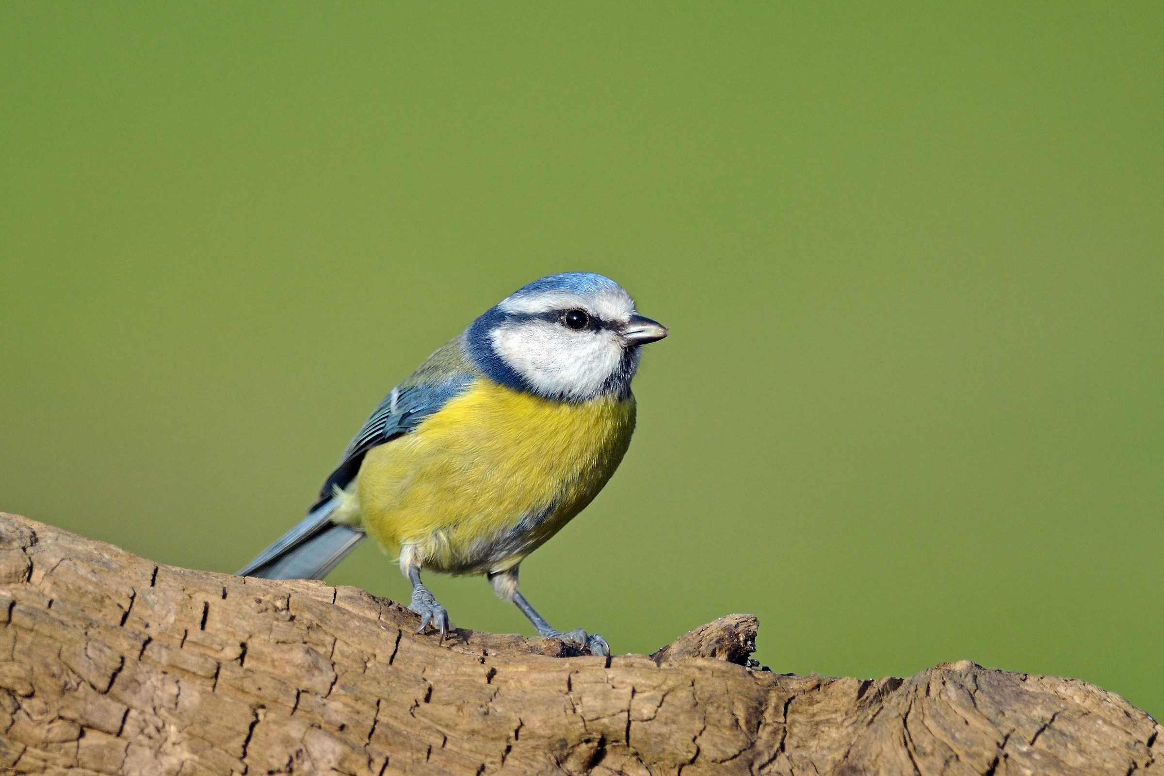Cinciarella (Cyanistes caeruleus)