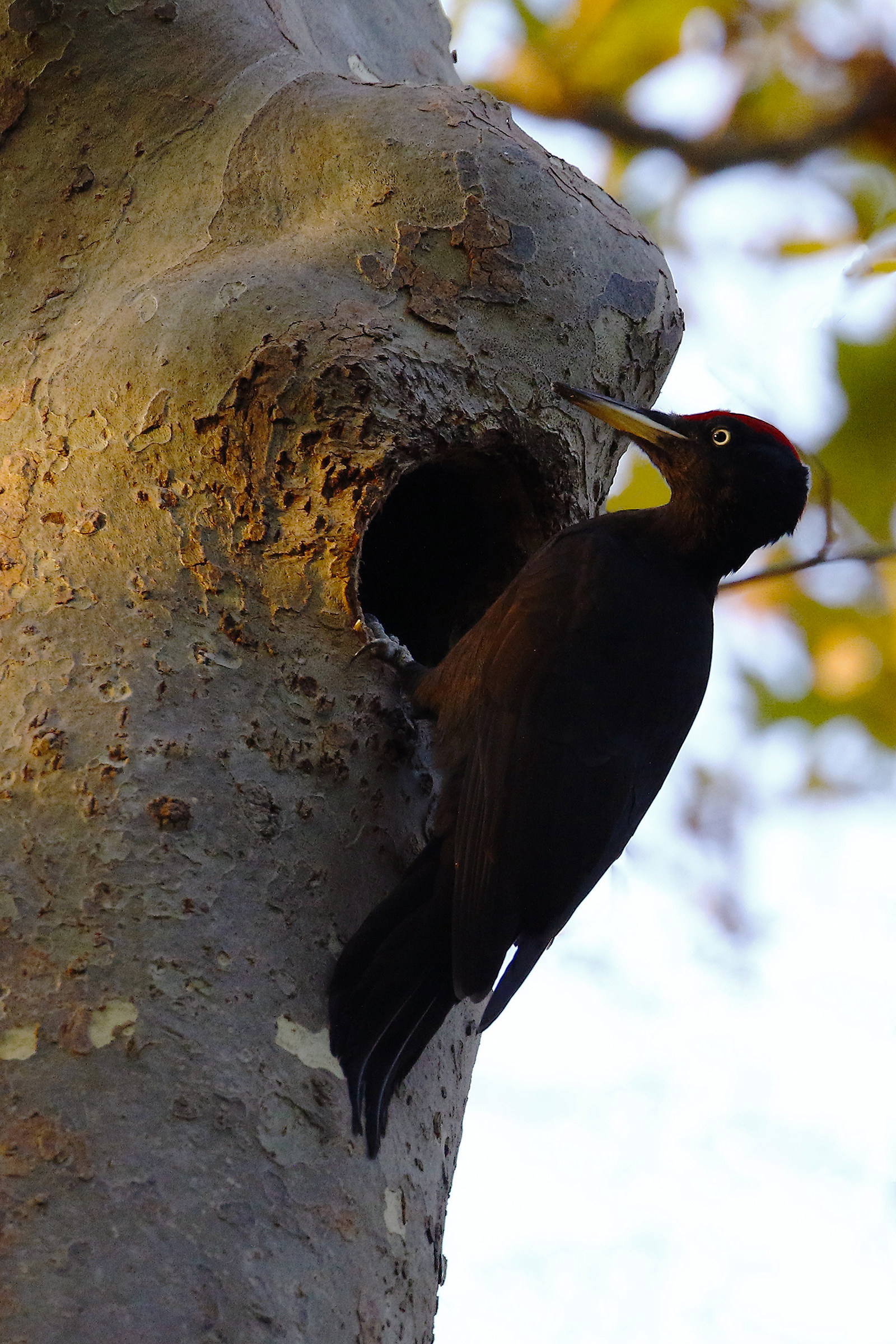 Nerone l'imperatorede all'
