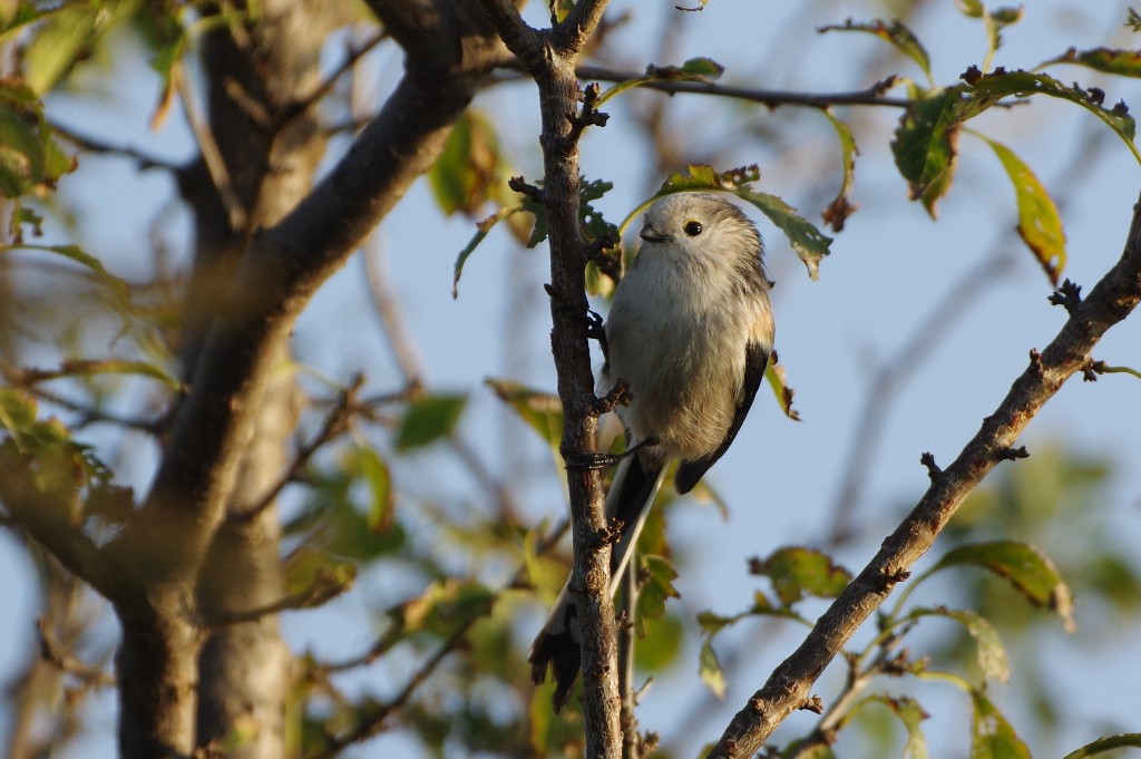 Codibugnolo (Aegithalos caudatus)