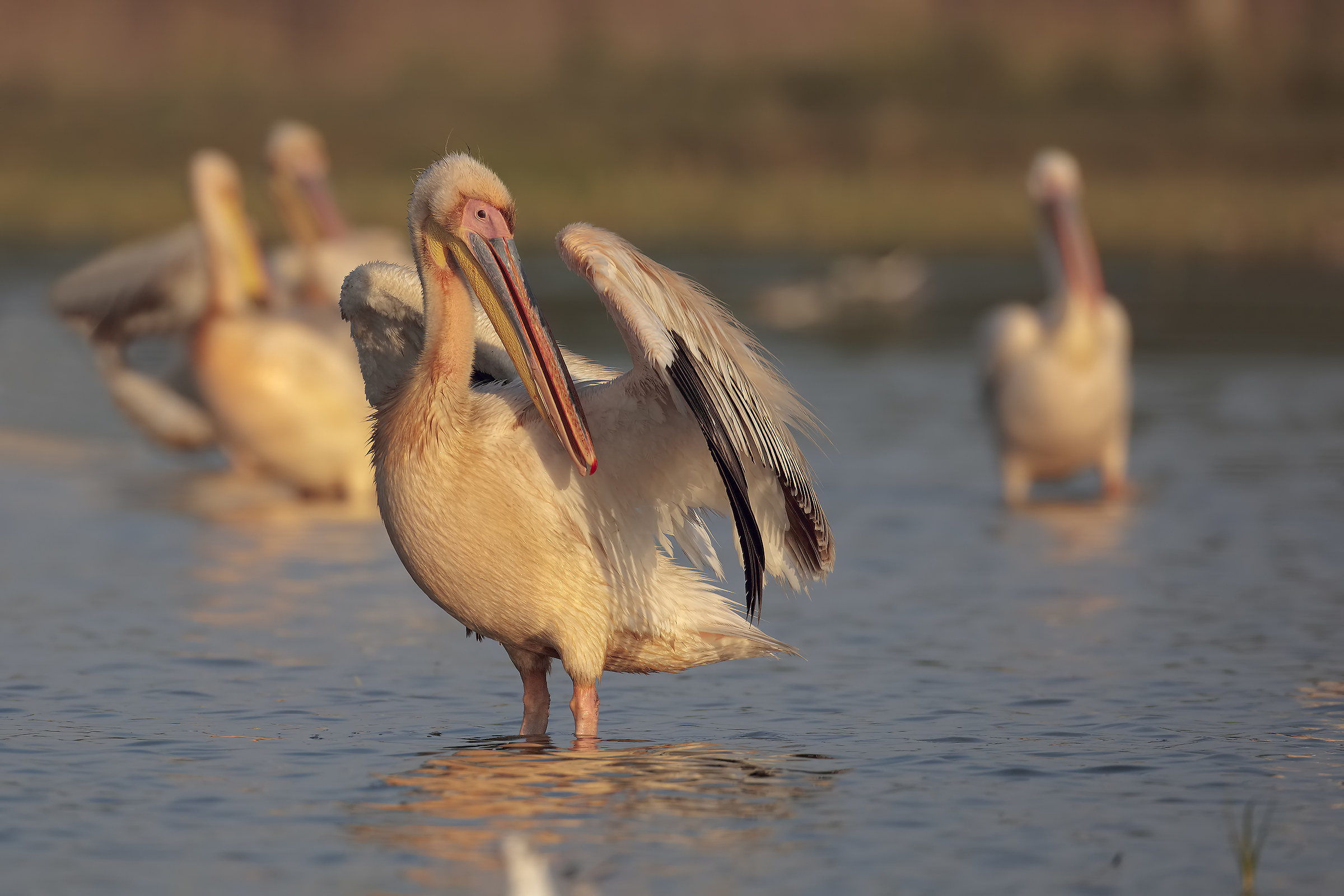 Common pelican