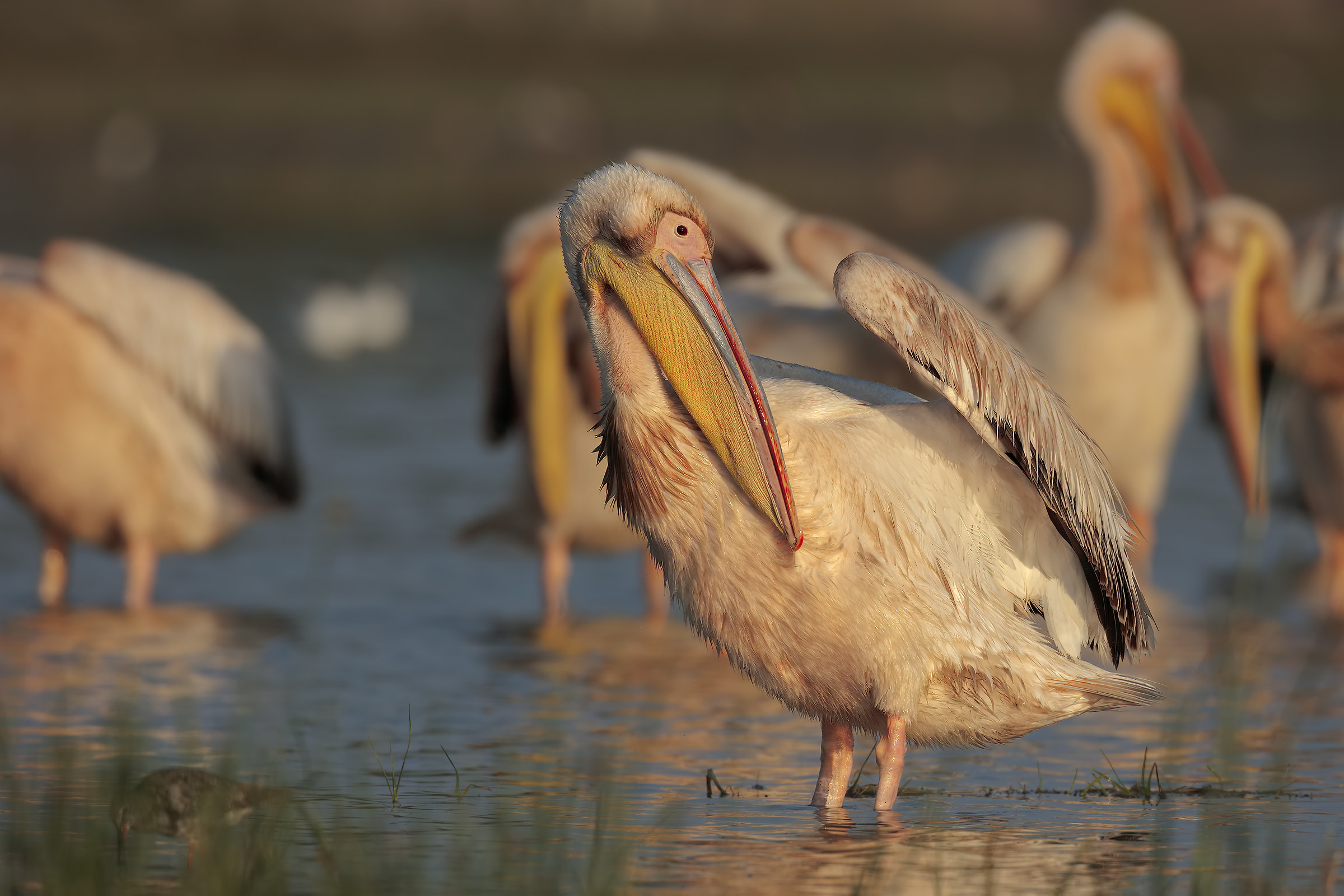 Common pelican