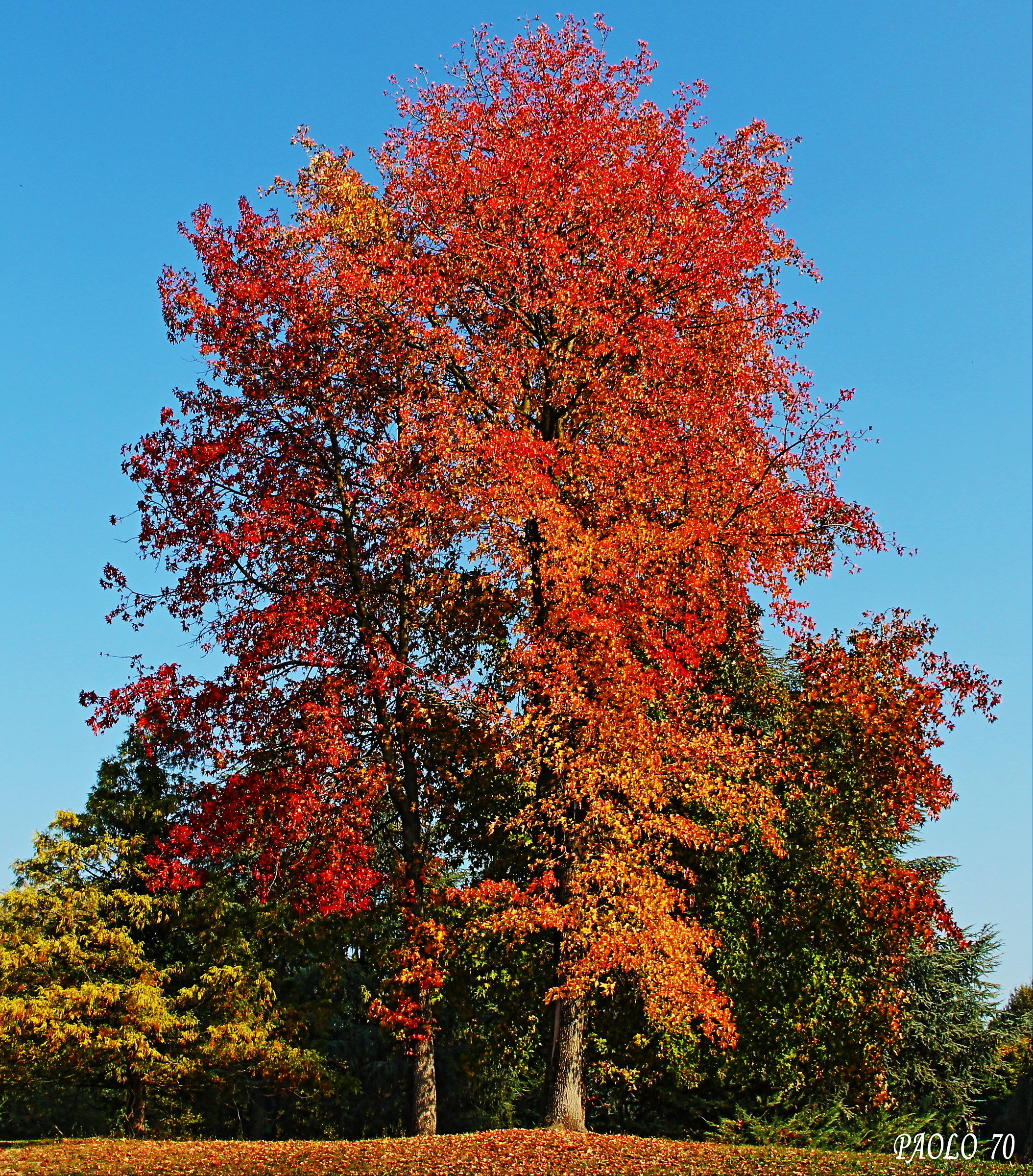 Autumn is a second spring, when every leaf is