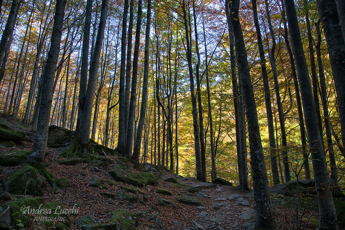 is there a path in the forest