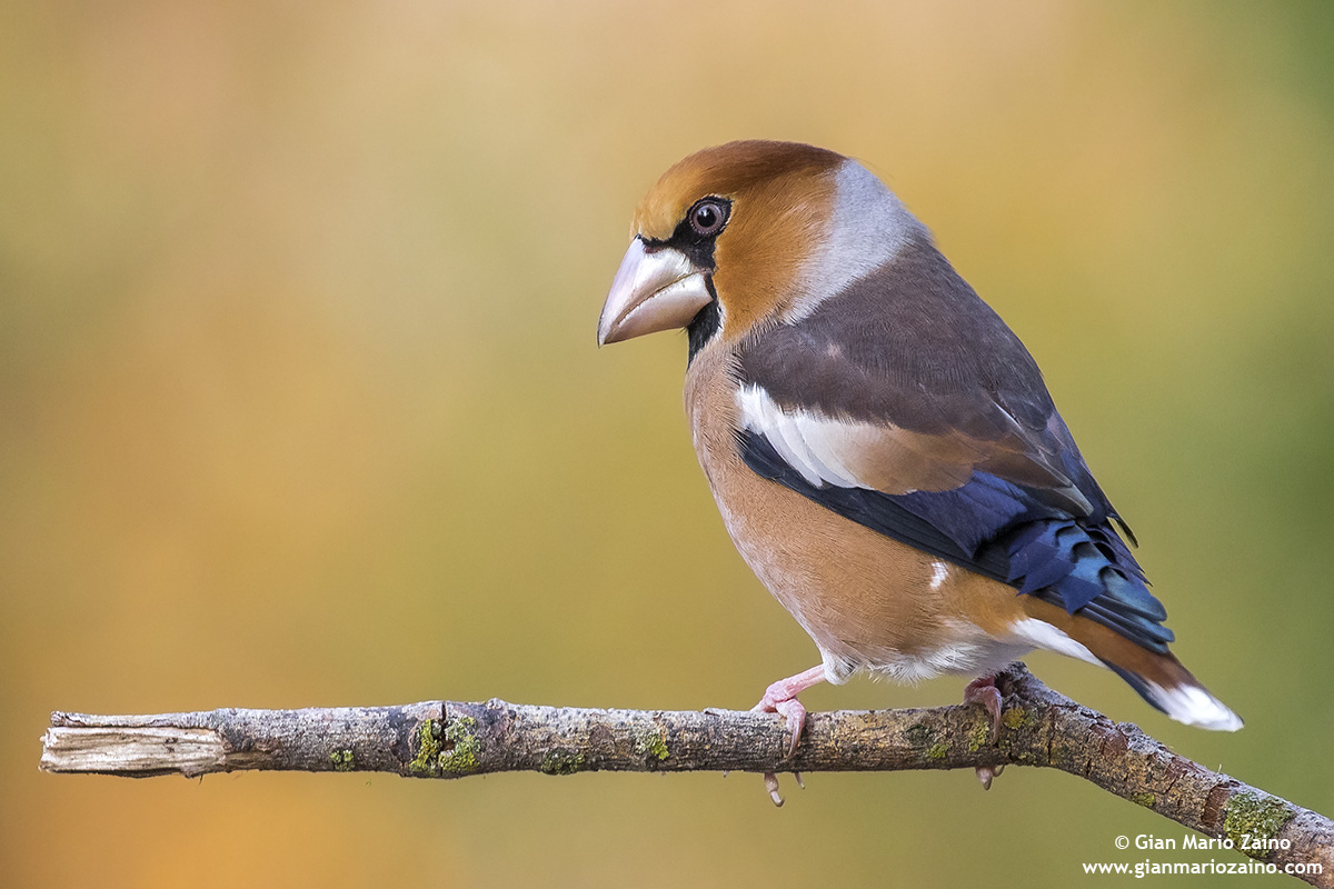 Common coat / coccothraustes coccothraustes