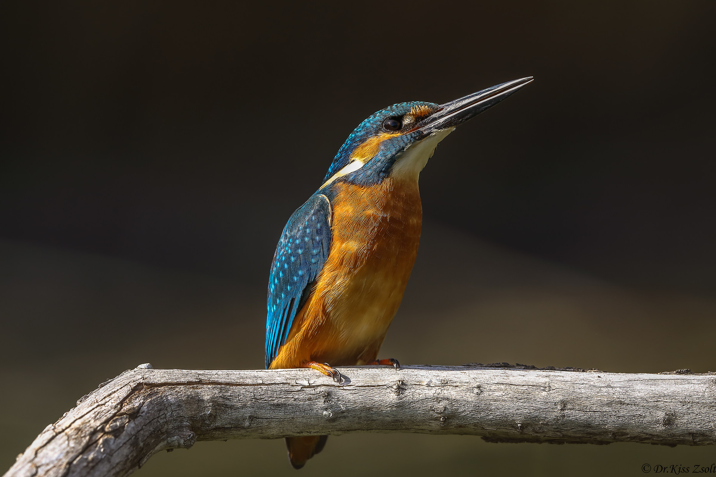 Con la testa verso l'alto