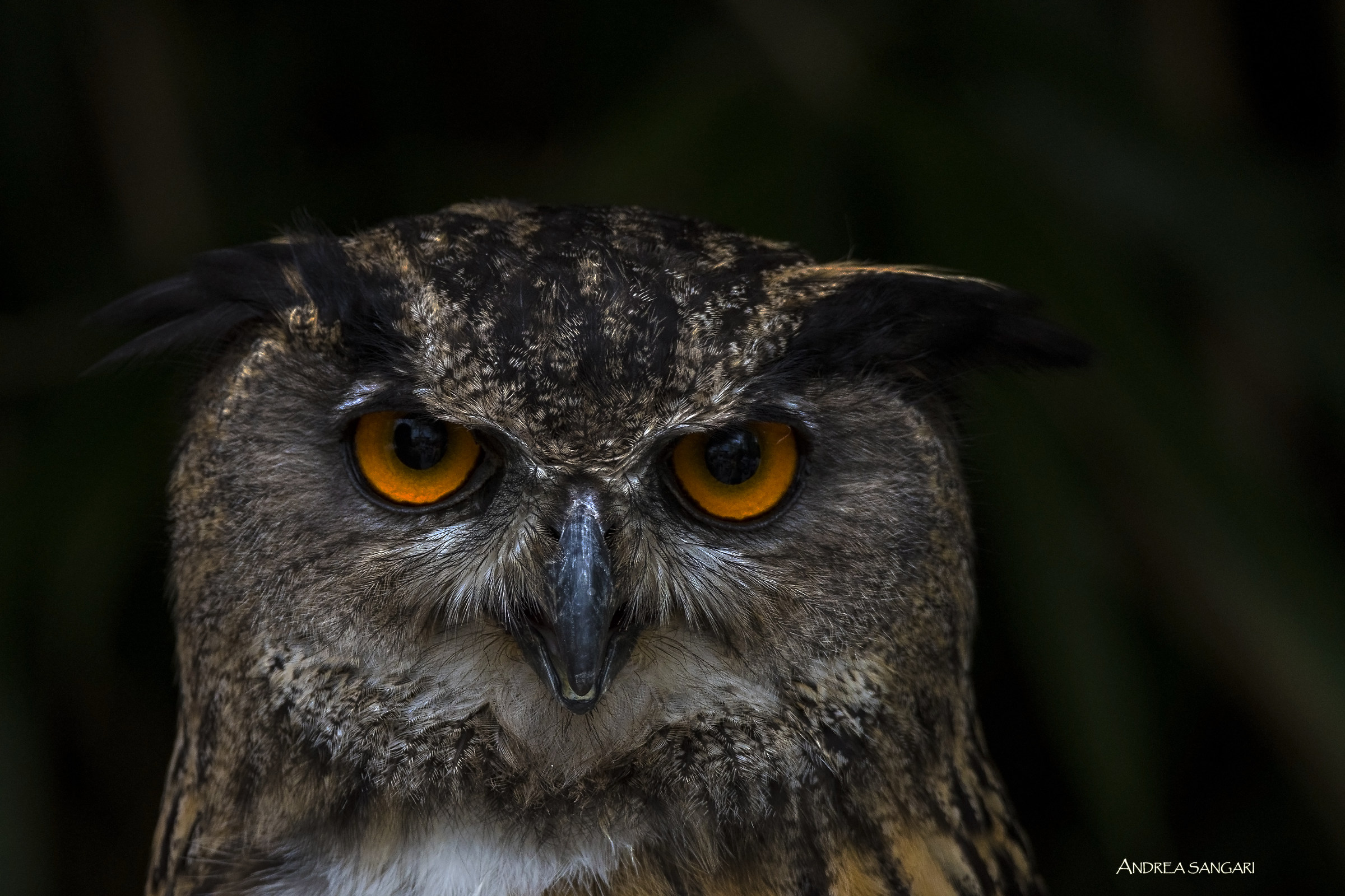 Lo sguardo del gufo reale