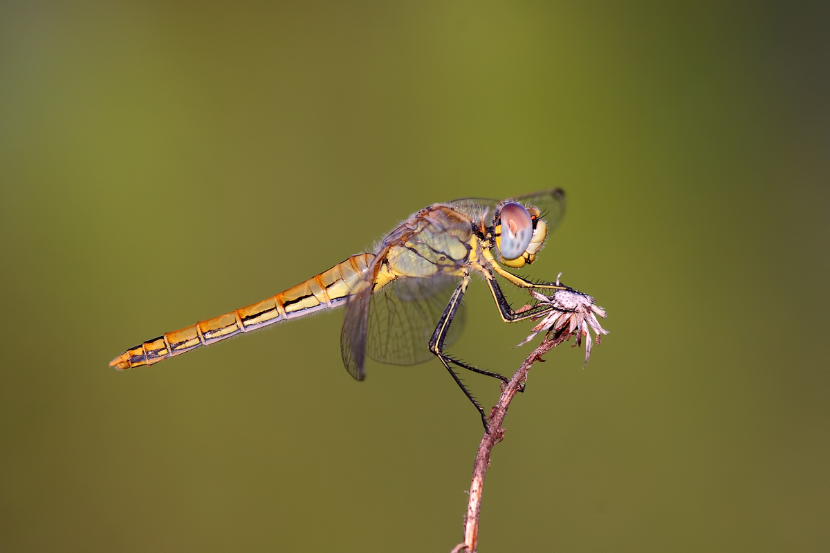 Sympetrum
