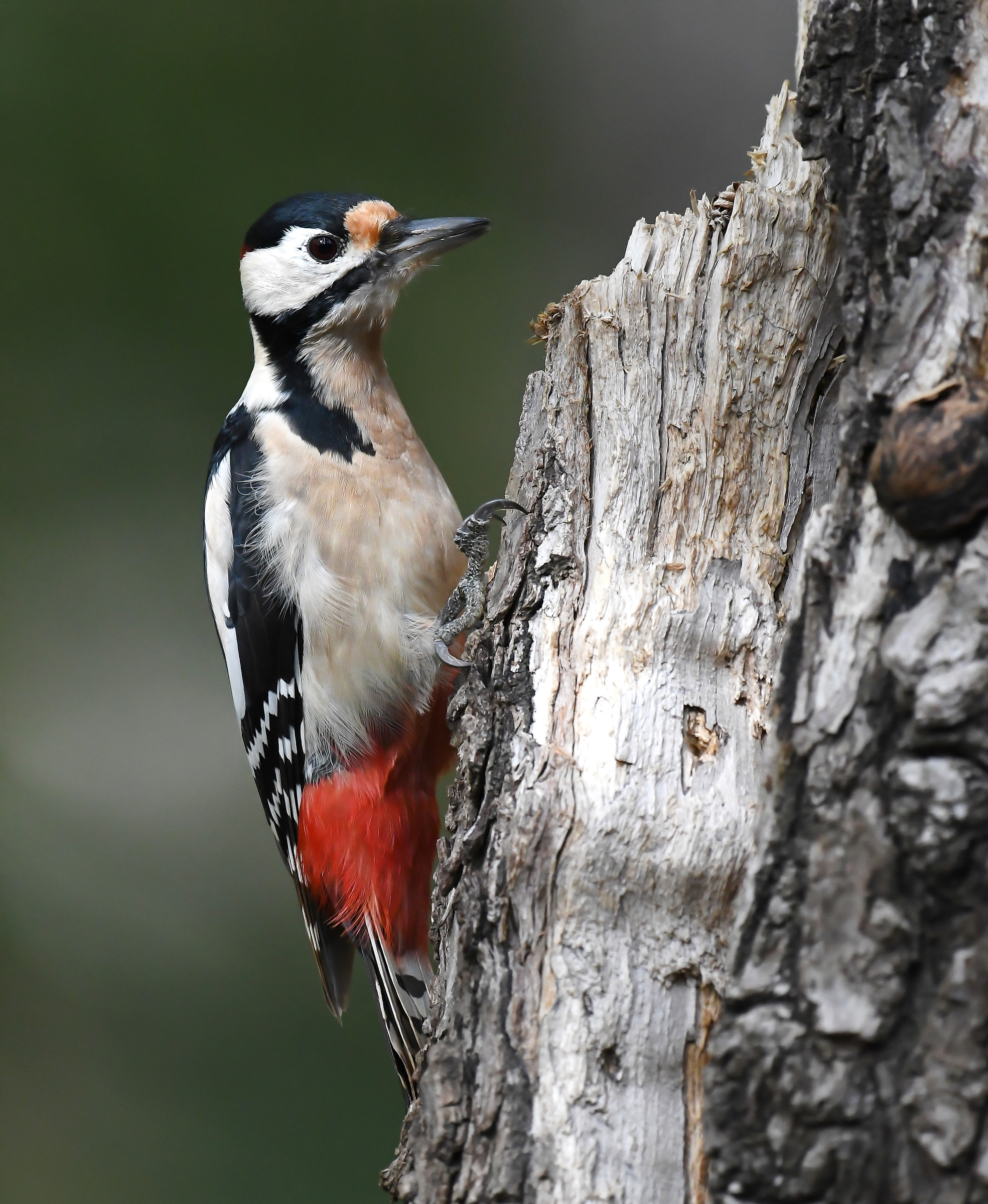 red woodpecker