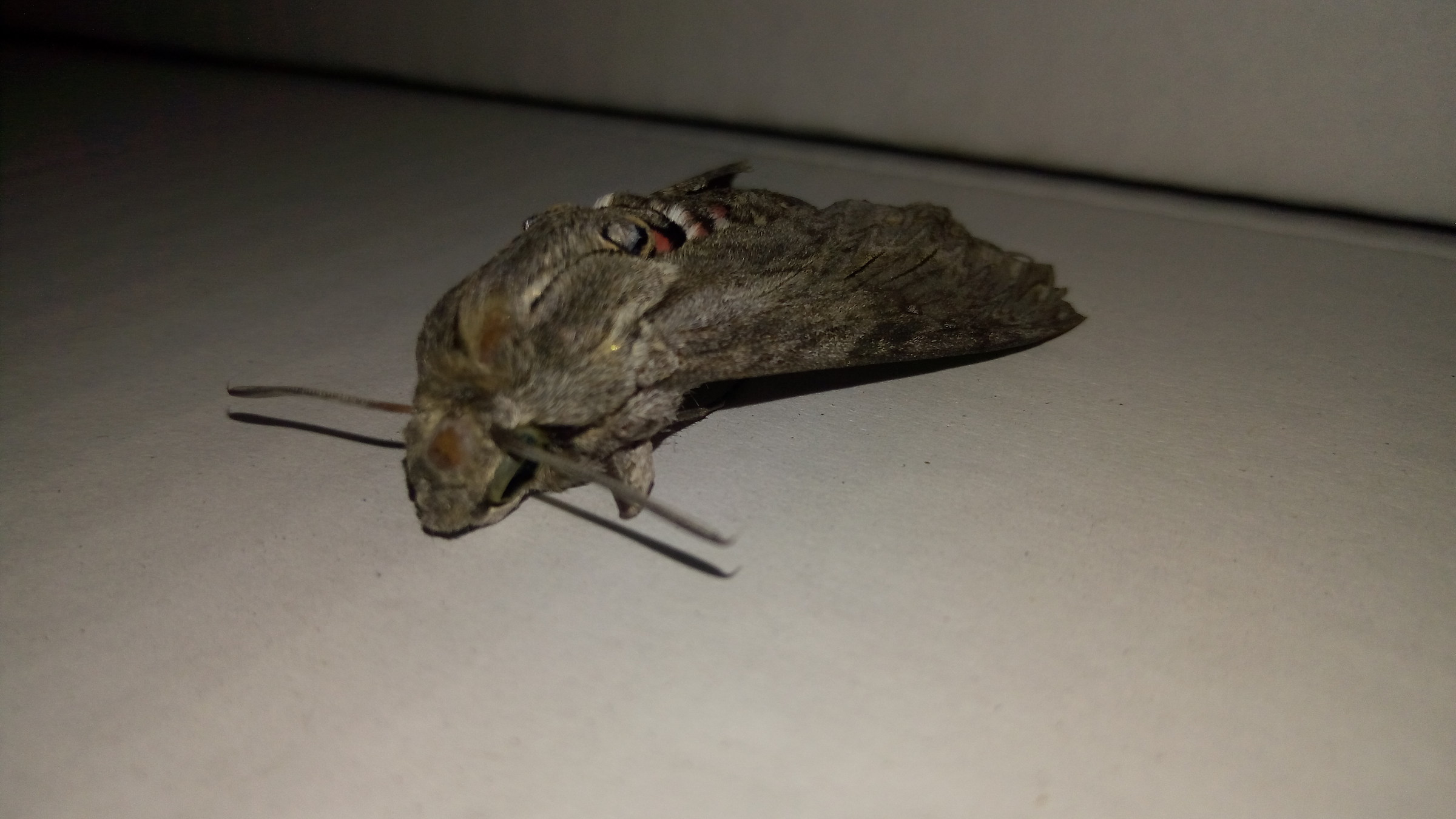 Chi mi sa dire cos'è?