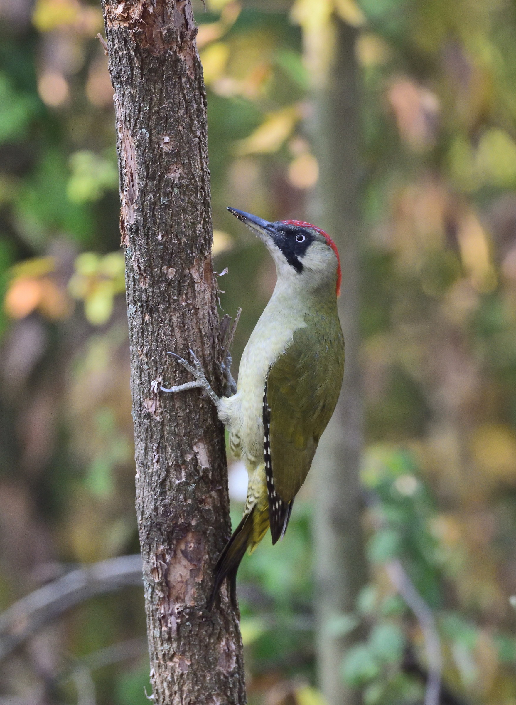 green woodpecker