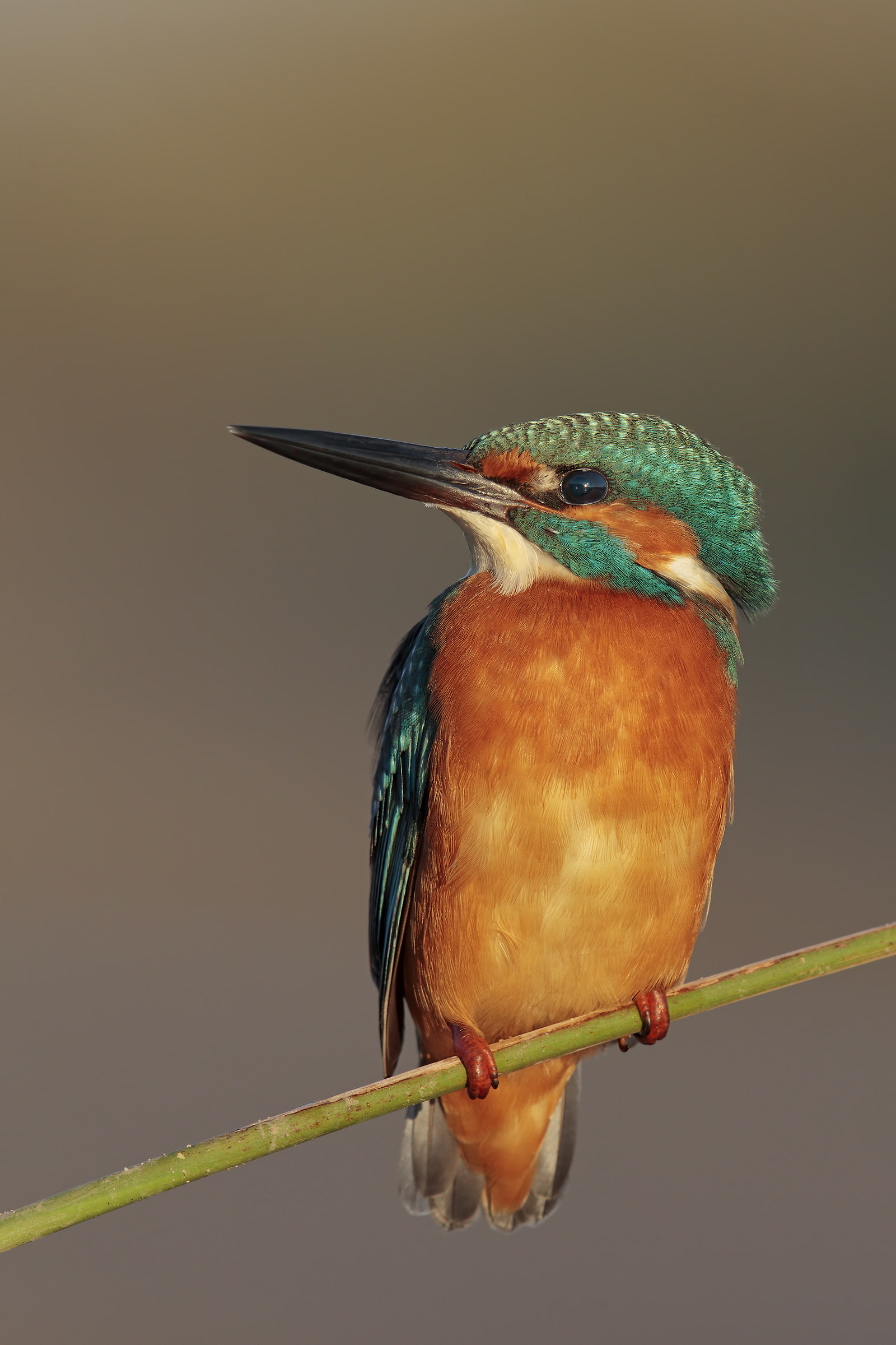 Kingfisher.