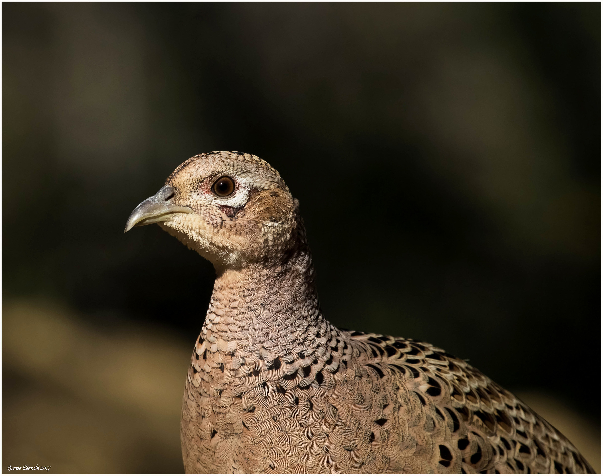 Female pheasant