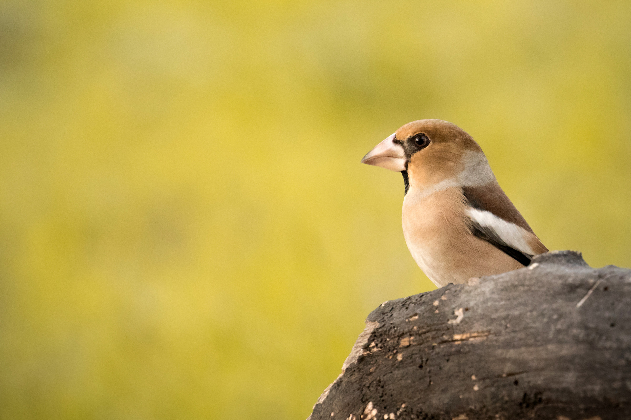 Grosbeak