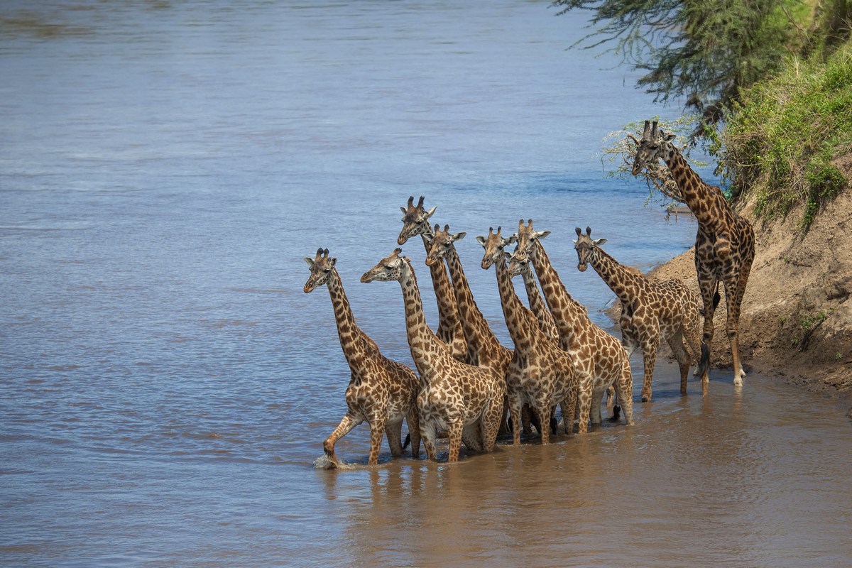 Giraffe sul Mara river