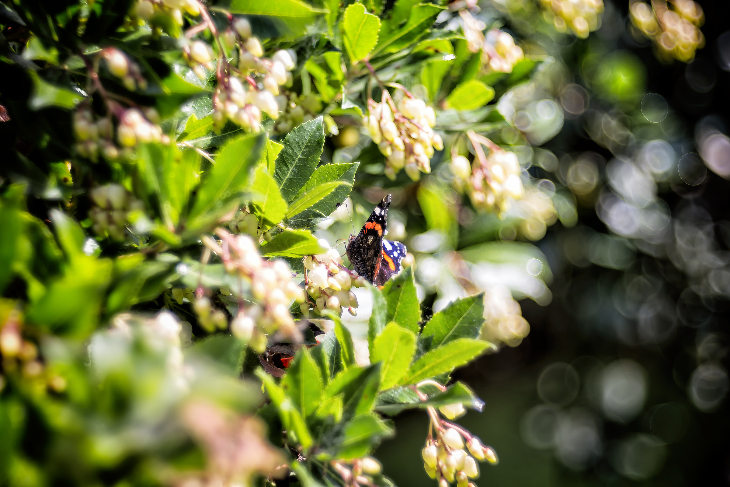 Vanessa atalanta explores an Arbutus unedo