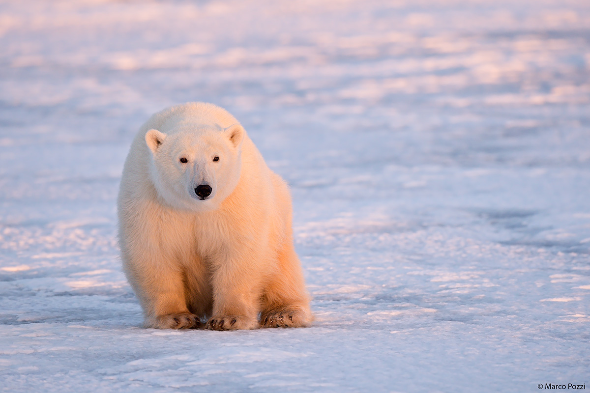 Pink light over the bear