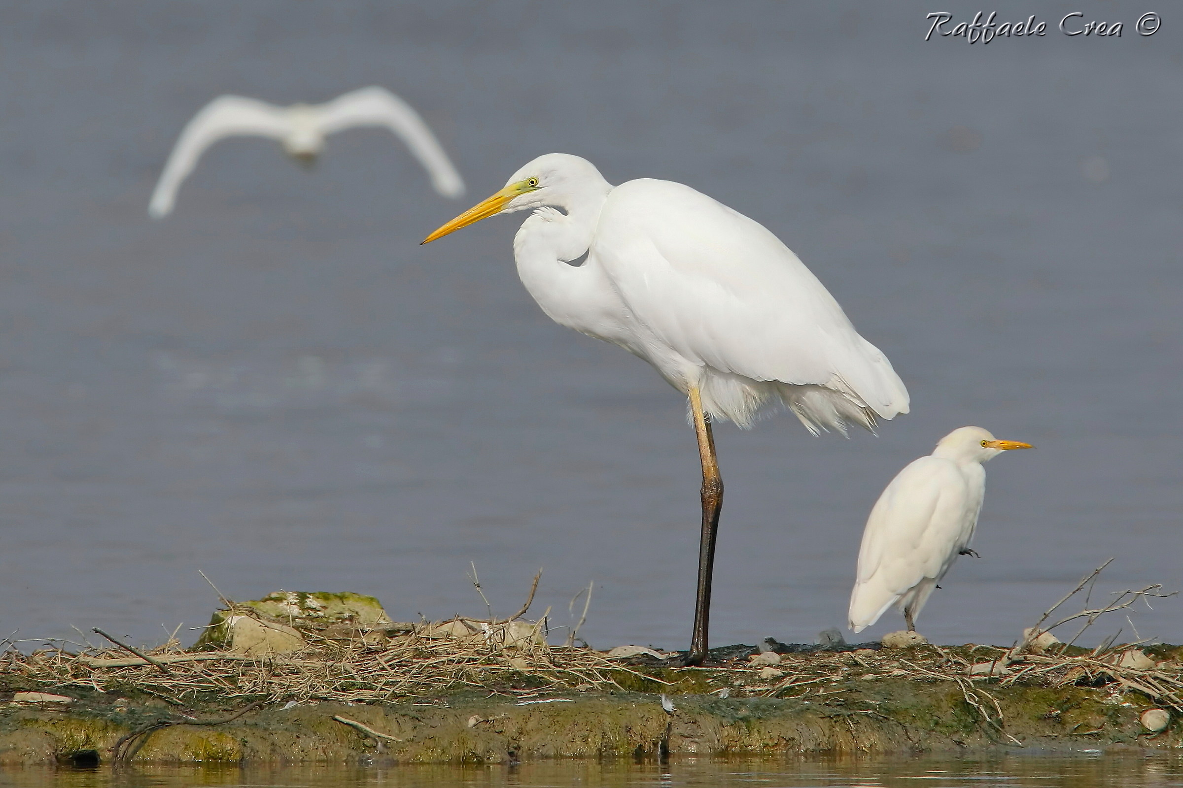 Aiorone Bianco and Airone Guardabuoi: Size
