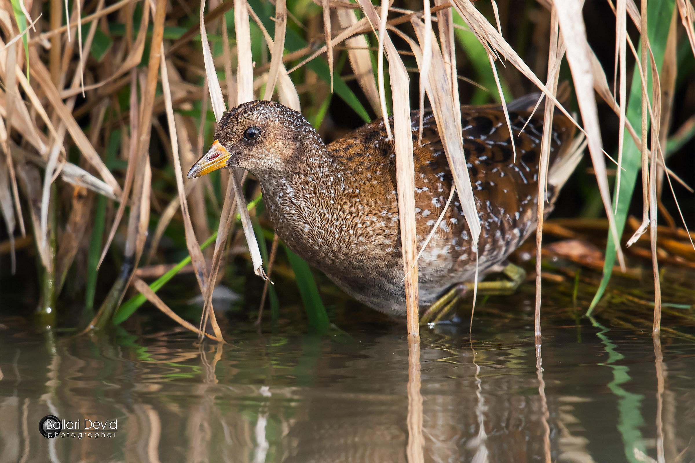 spotted crake