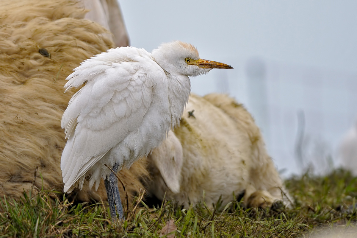 Airone guardabuoi (Bubulcus ibis)
