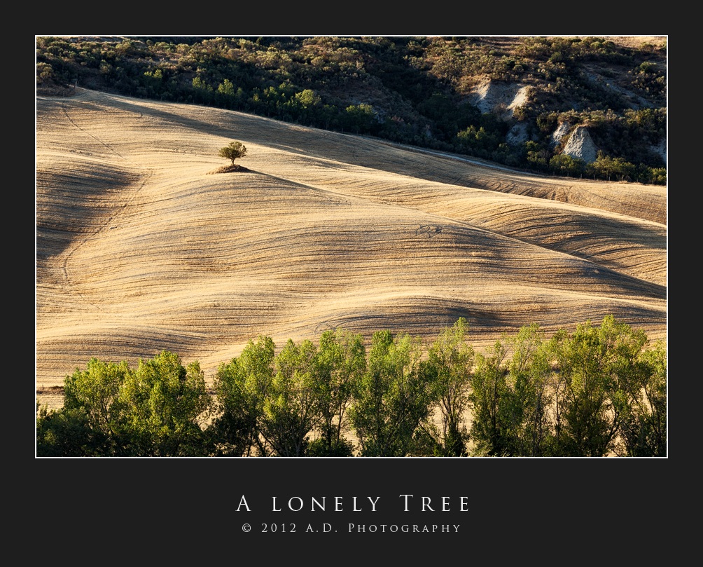 A Lonely Tree