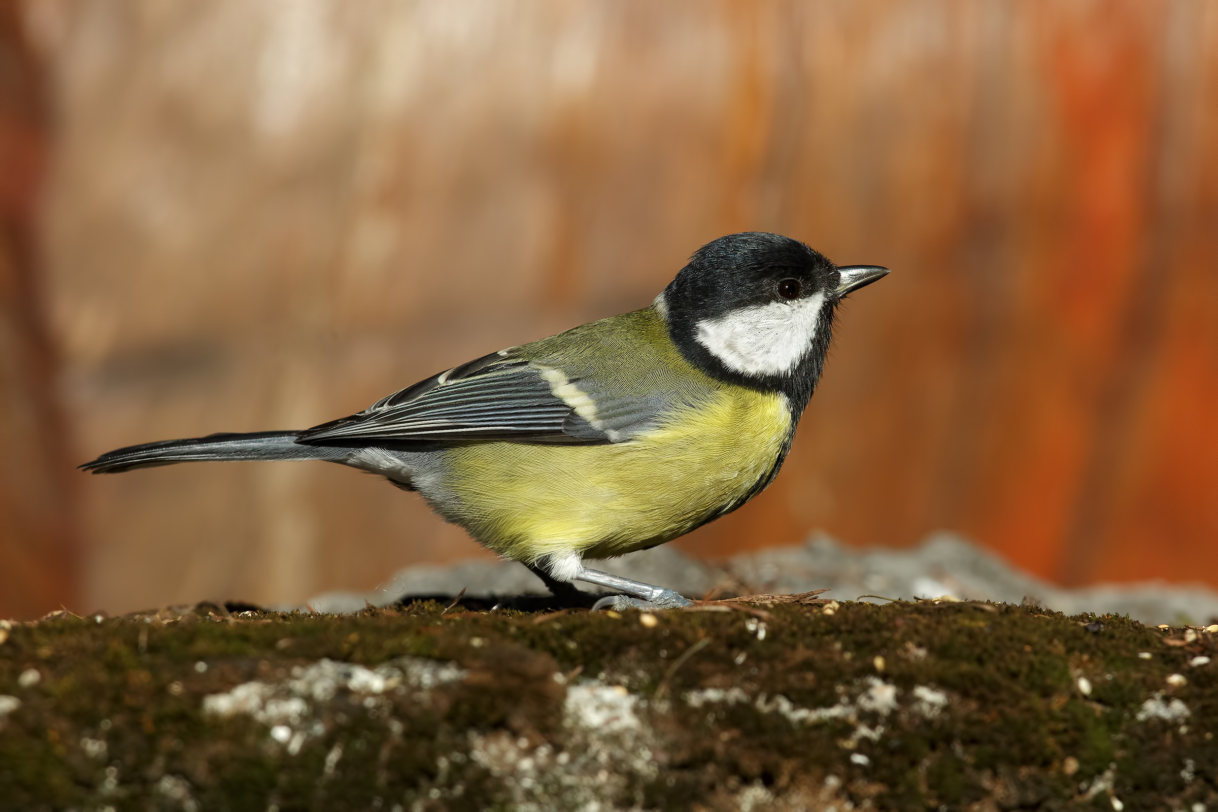 Great Tit