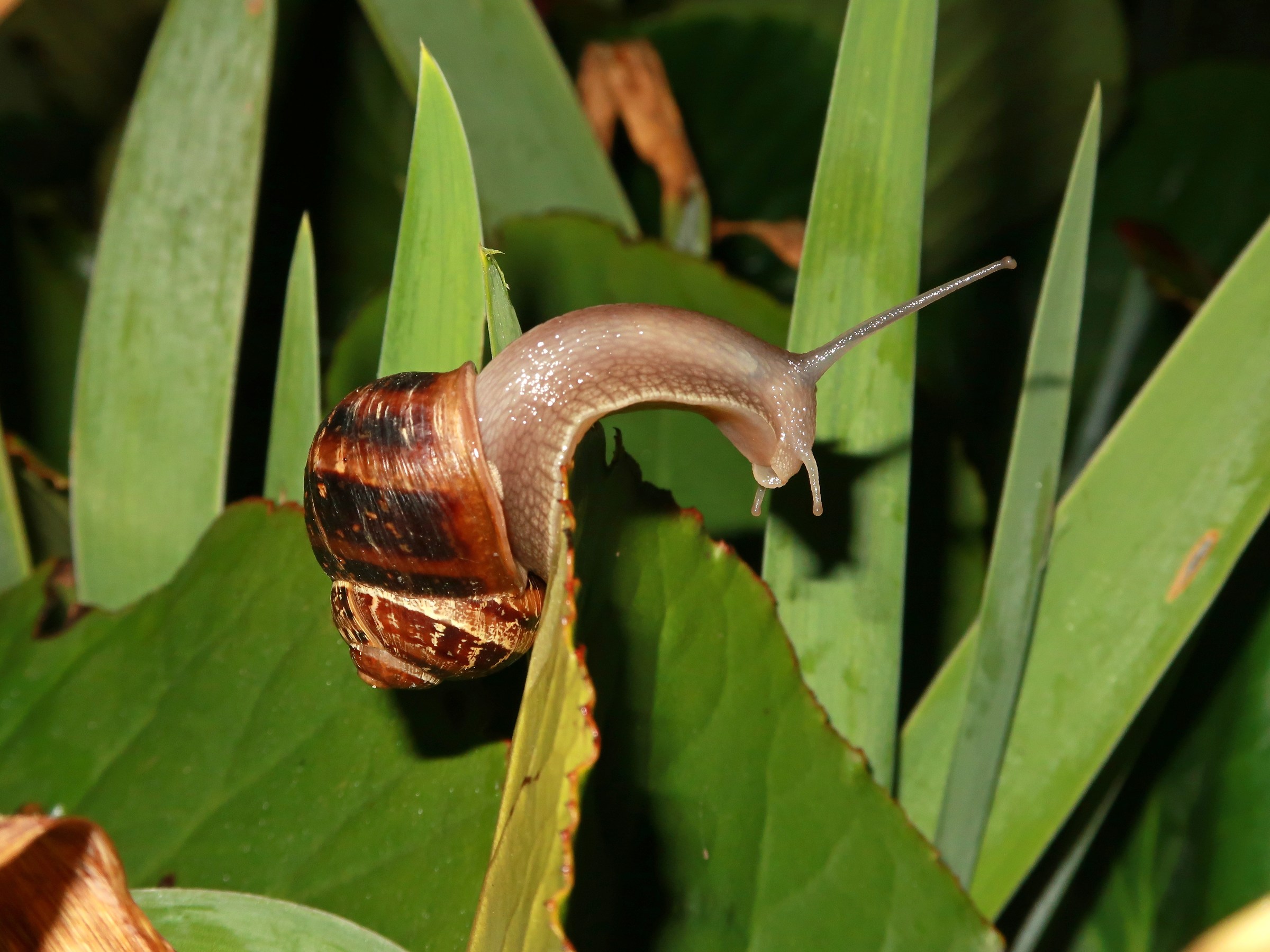 elongation exercises