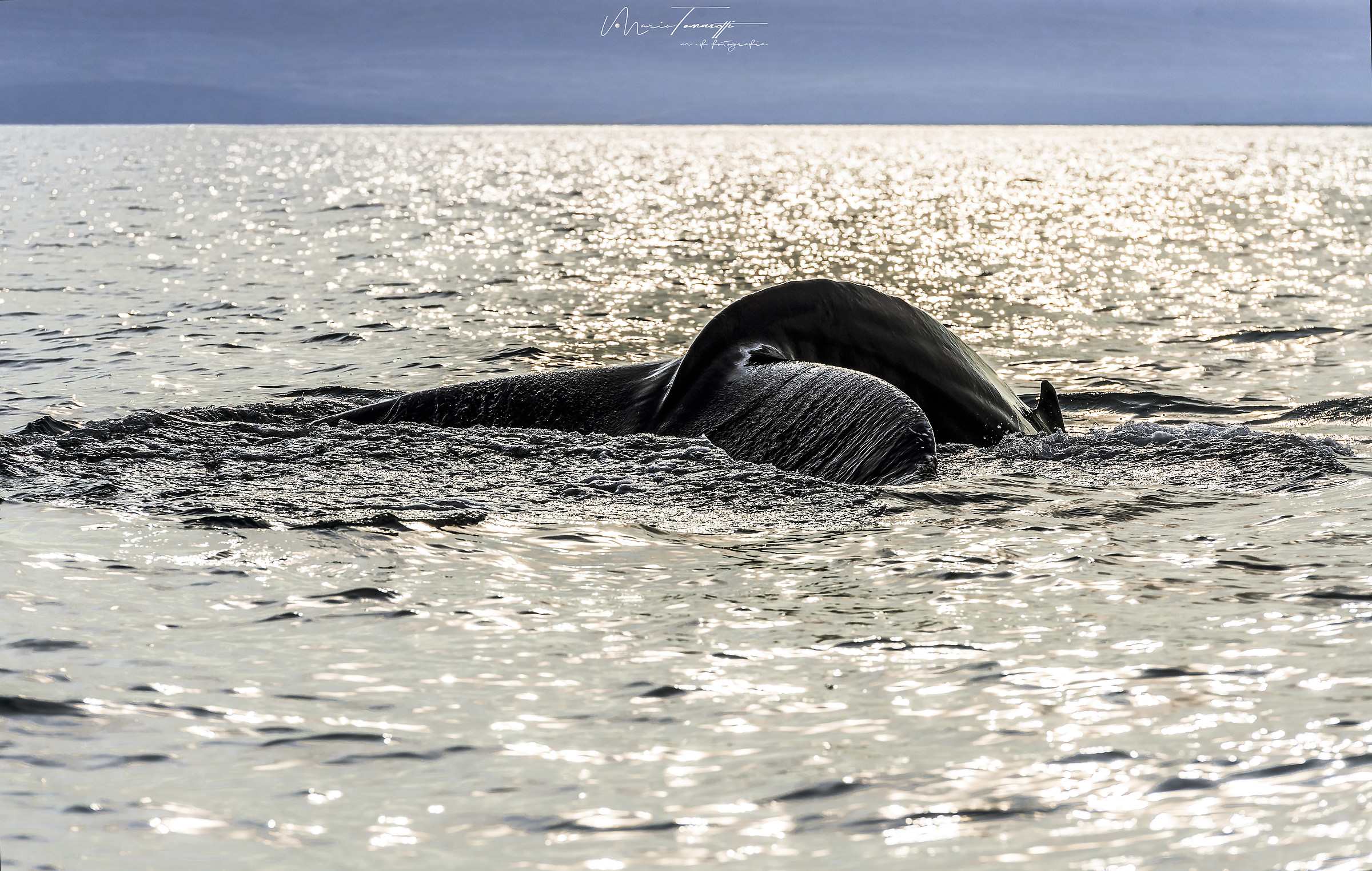 Whale Husavik